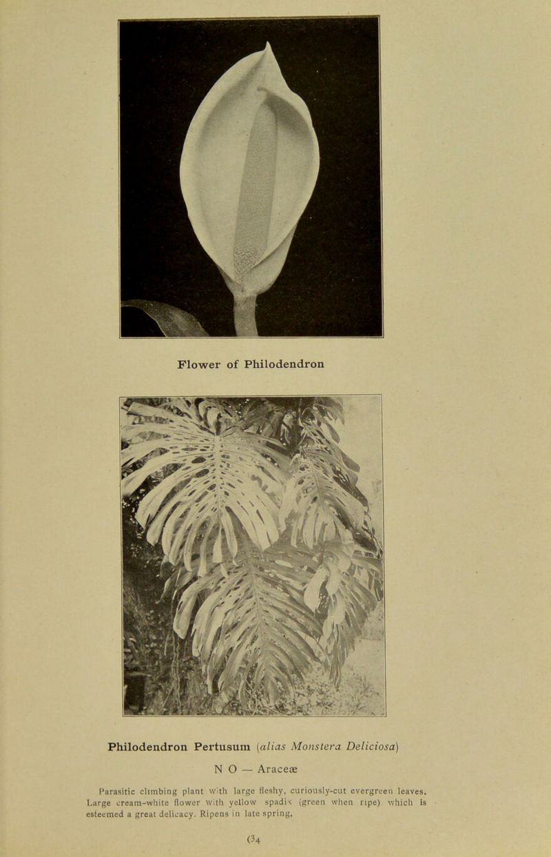 Flower of Philodendron Philodendron Pertusum (alias Monstera Deliciosa) NO — Araceas Parasitic climbing plant with large fleshy, curiously-cut evergreen leaves. Large cream-white flower with yellow spadU (green when ripe) which is esteemed a great delicacy. Ripens in late spring. (34