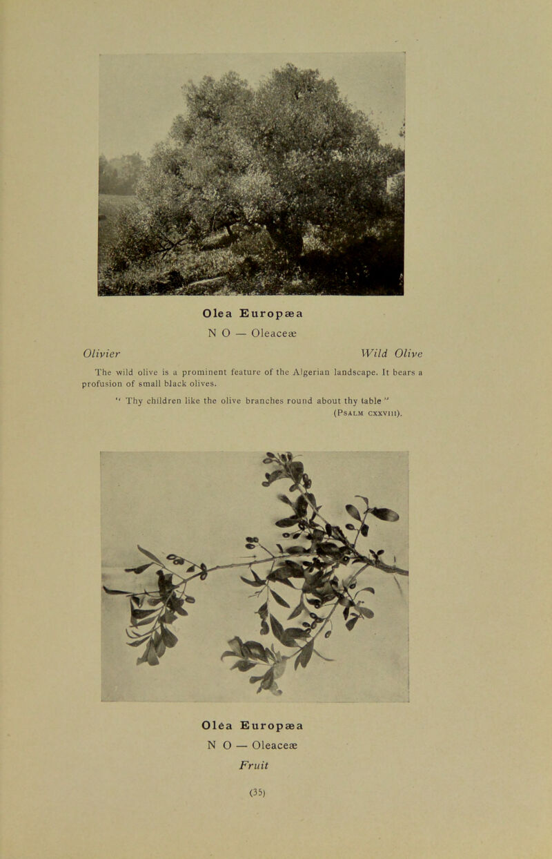 Ole a Europaea NO — Oleacea; Olivier Wild Olive The wild olive is a prominent feature of the Algerian landscape. It bears a profusion of small black olives. “ Thy children like the olive branches round about thy table ” (Psalm cxxviii). Olea Europaea NO — Oleaceae Fruit (35)
