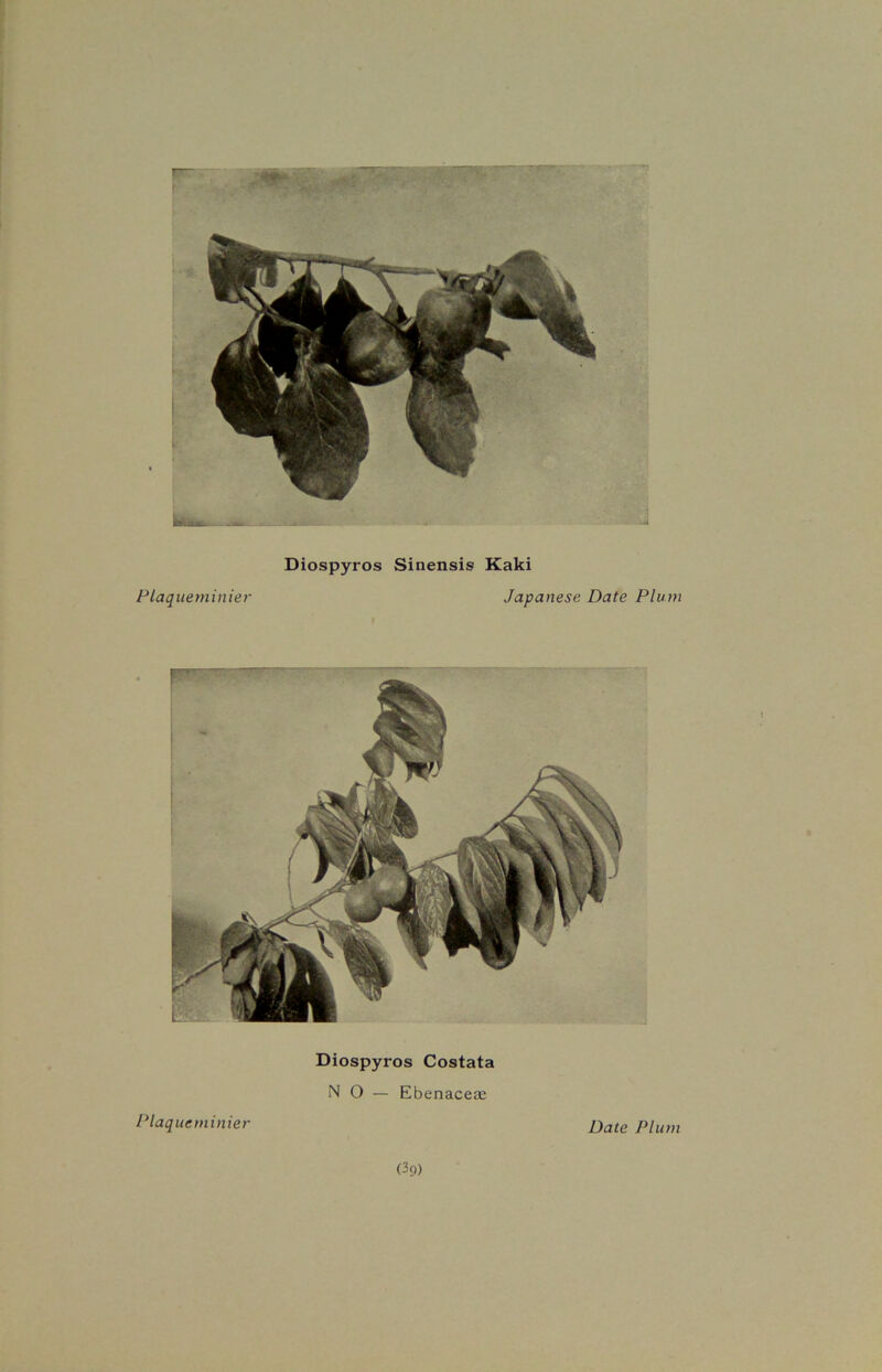 Plaqueminier Diospyros Sinensis Kaki Japanese Date Plum Diospyros Costata NO — Ebenaceae Plaqueminier p>ate p[um (3 9)