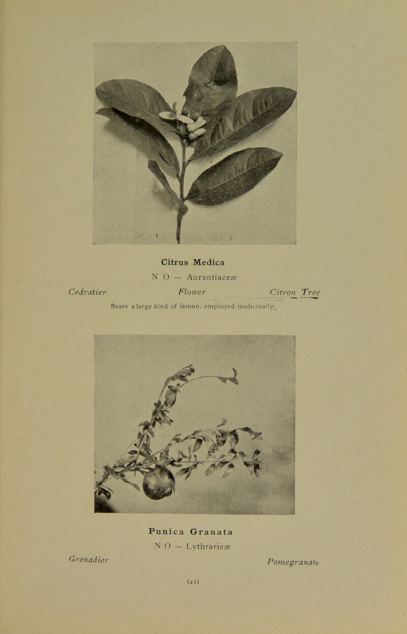 Citrus Medica NO — Aurantiacese Cedratier Flower Citron Tree Bears a large kind of lemon, employed medicinally^ Punica Granata NO — LythrarieEE (41) Grenadier Pomegranate