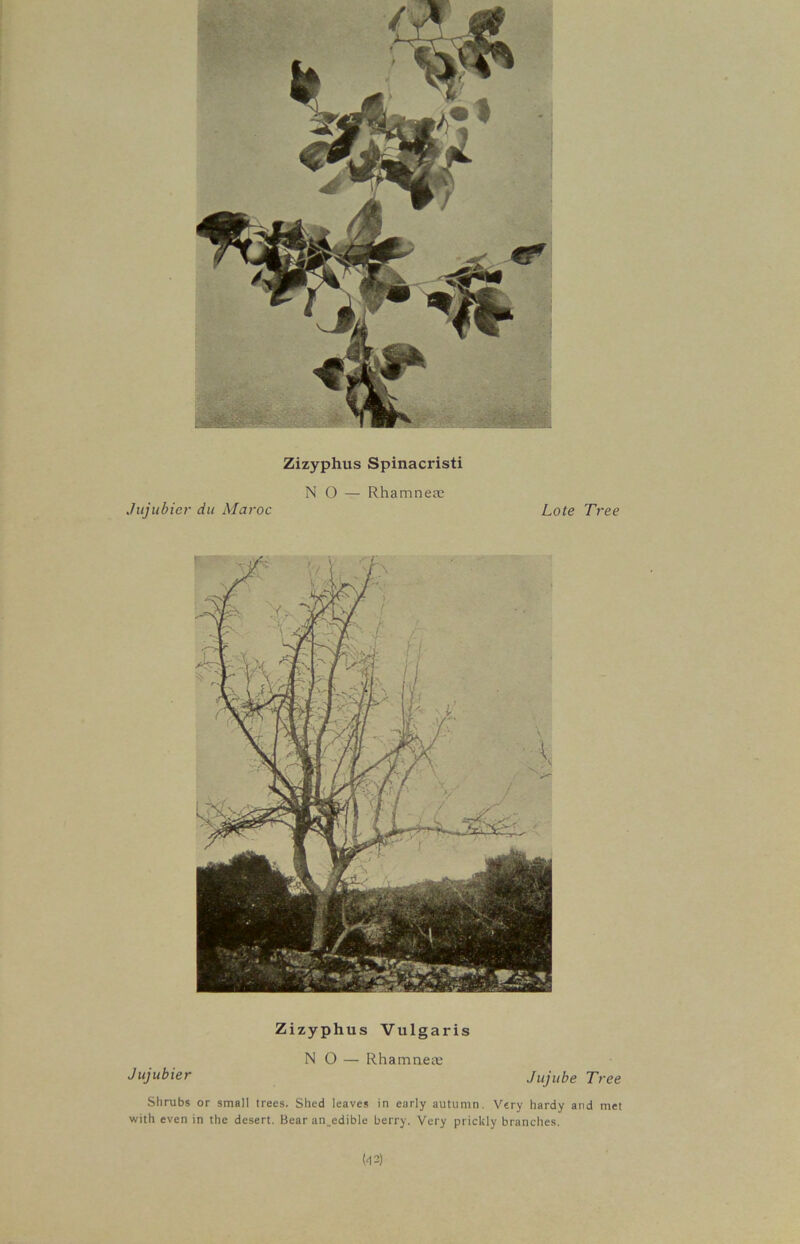 Zizyphus Spinacristi NO — Rhamneas Jujubier du Maroc Lote Tree Zizyphus Vulgaris NO — Rhamneas Jujubier Jujube Tree Shrubs or small trees. Shed leaves in early autumn. Very hardy and met with even in the desert. Bear an_edible berry. Very prickly branches. (42)