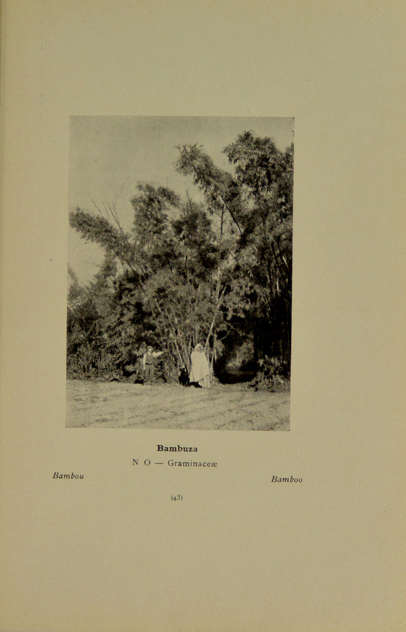 Bambou Bambuza N O — Graminaceas Bamboo (43)