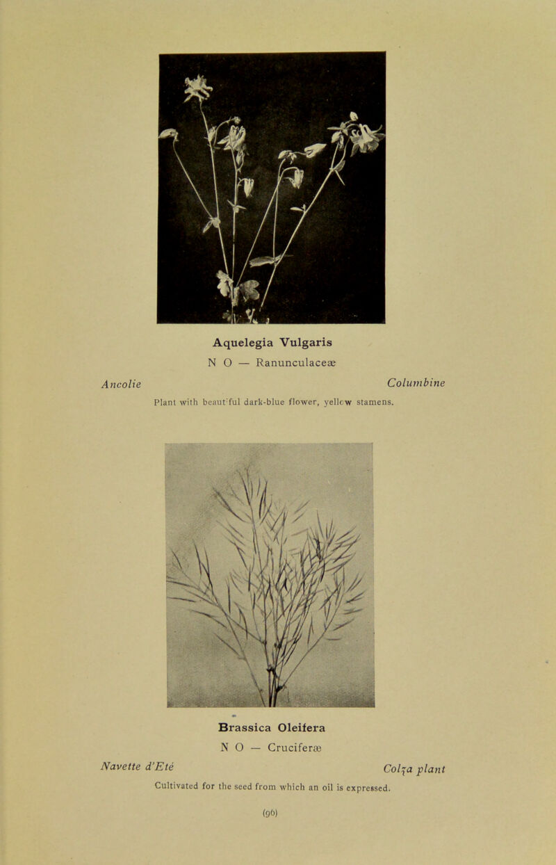 Ancolie Navette Aquelegia Vulgaris NO — Ranunculaceas Columbine Plant with beaut:ful dark-blue flower, yellow stamens. Brassica Oleifera NO — Cruciferse d’Ete Col^a plant Cultivated for the seed from which an oil is expressed. (9<5)