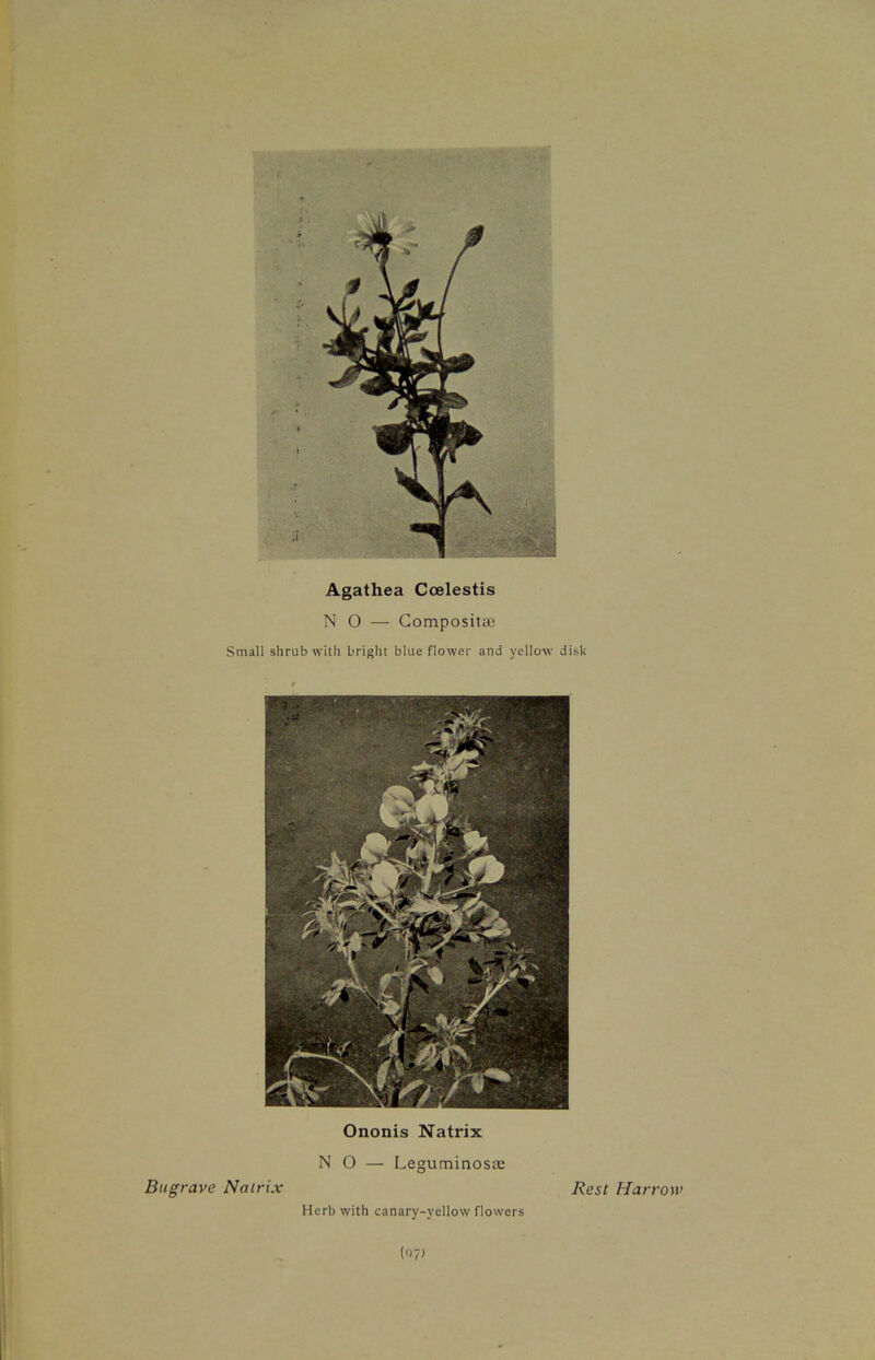Agathea Coelestis NO — Composite Small shrub with bright blue flower and yellow disk Ononis Natrix NO — Leguminoste Bugrave Natrix Rest Harrow Herb with canary-yellow flowers (o?>