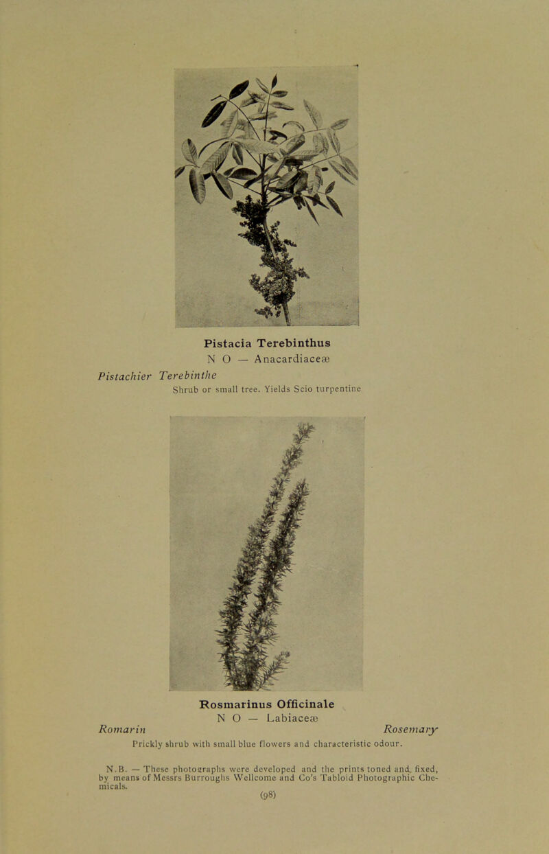 Pistacia Terebinthus NO— Anacardiacete Pistachier Terebinthe Shrub or small tree. Yields Scio turpentine Rosmarinus Officinale NO— Labiaceaj Romarin Rosemary Prickly shrub with small blue flowers and characteristic odour. N.B. — These photographs were developed and the prints toned and. fixed, by means of Messrs Burroughs Wellcome and Go’s Tabloid Photographic Che- micals. (98)
