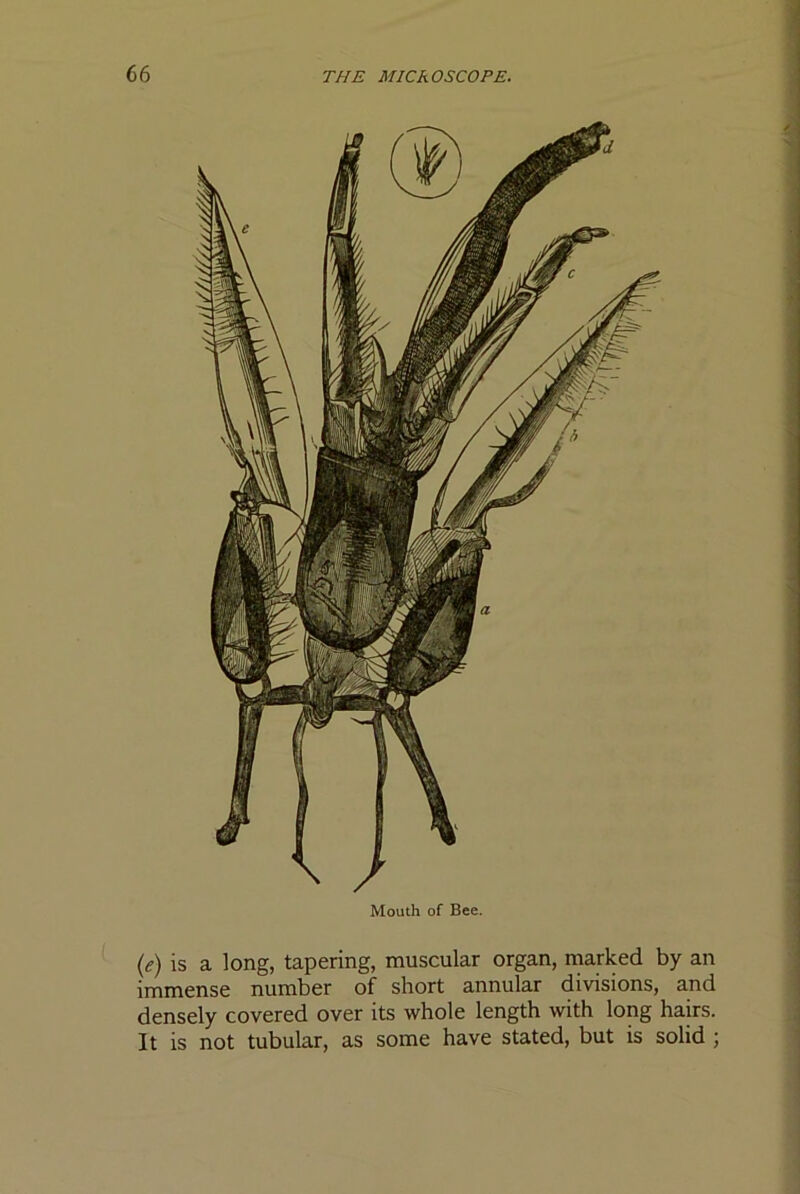 Mouth of Bee. {e) is a long, tapering, muscular organ, marked by an immense number of short annular divisions, and densely covered over its whole length with long hairs. It is not tubular, as some have stated, but is solid ;