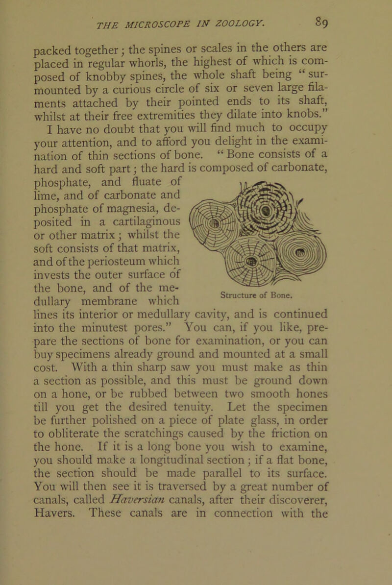 packed together; the spines or scales in the others are placed in regular whorls, the highest of which is com- posed of knobby spines, the whole shaft being “ sur- mounted by a curious circle of six or seven large fila- ments attached by their pointed ends to its shaft, whilst at their free extremities they dilate into knobs.” I have no doubt that you will find much to occupy your attention, and to afford you delight in the exami- nation of thin sections of bone. “ Bone consists of a hard and soft part; the hard is composed of carbonate, phosphate, and fluate of lime, and of carbonate and phosphate of magnesia, de- posited in a cartilaginous or other matrix ; whilst the soft consists of that matrix, and of the periosteum which invests the outer surface of the bone, and of the me- dullary membrane which lines its interior or medullary cavity, and is continued into the minutest pores.” You can, if you like, pre- pare the sections of bone for examination, or you can buy specimens already ground and mounted at a small cost. With a thin sharp saw you must make as thin a section as possible, and this must be ground down on a hone, or be rubbed between two smooth hones till you get the desired tenuity. Let the specimen be further polished on a piece of plate glass, in order to obliterate the scratchings caused by the friction on the hone. If it is a long bone you wish to examine, you should make a longitudinal section ; if a flat bone, the section should be made parallel to its surface. You will then see it is traversed by a great number of canals, called Haversian canals, after their discoverer. Havers. These canals are in connection with the Structure of Bone.