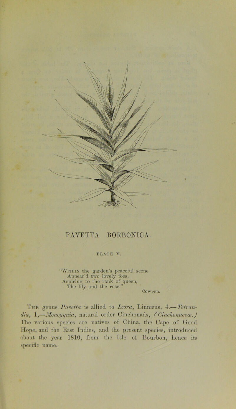 PLATE V. “Within the garden’s peaceful scene Appear’d two lovely foes, Aspiring to the rank of queen, The lily and the rose.” Cowter. The genus Pavetta is allied to Ixora, Limueus, 4.— Tetran- dia, 1,—Monogynia, natural order Cinchonads, (Cinchonacece.J The various species are natives of China, the Cape of flood Hope, and the East Indies, and the present species, introduced about the year 1810, from the Isle of Bourbon, hence its specific name.