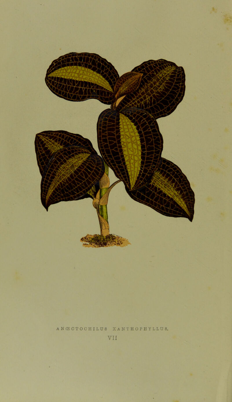 ANCECTOCHILUS XANTHOPHYLLUS. VII