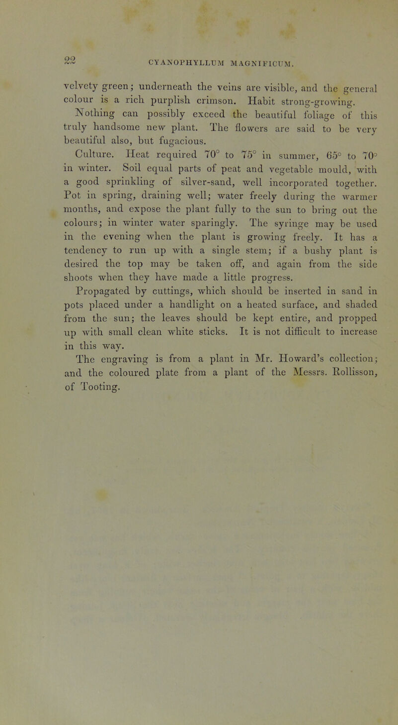 00 velvety green; underneath the veins are visible, and the general colour is a l'ich purplish crimson. Habit stromr-srrowinsr. Nothing can possibly exceed the beautiful foliage of this truly handsome new plant. The flowers are said to be very beautiful also, but fugacious. Culture. Heat required 70° to 75° in summer, 65° to 70J in winter. Soil equal parts of peat and vegetable mould, with a good sprinkling of silver-sand, well incorporated together. Pot in spring, draining well; water freely during the warmer months, and expose the plant fully to the sun to bring out the colours; in winter water sparingly. The syringe may be used in the evening when the plant is growing freely. It has a tendency to run up with a single stem; if a bushy plant is desired the top may be taken off, and again from the side shoots when they have made a little progress. Propagated by cuttings, which should be inserted in sand in pots placed under a handlight on a heated surface, and shaded from the sun; the leaves should be kept entire, and propped up with small clean white sticks. It is not difficult to increase in this way. The engraving is from a plant in Mr. Howard’s collection; and the coloured plate from a plant of the Messrs. Rollisson, of Tooting.