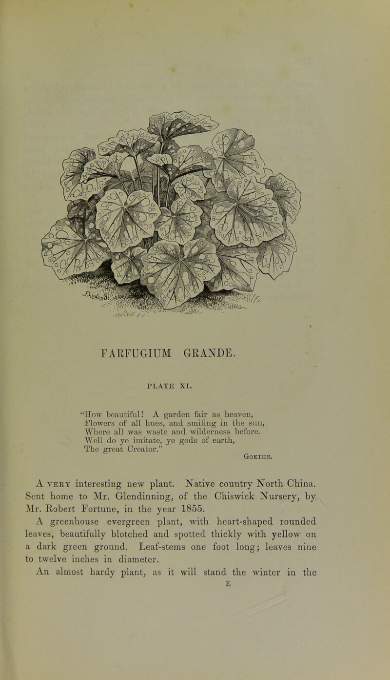 TO FARFUGIUM CtRANDE. PLATE XI. “How beautiful! A garden fair as heaven, Flowers of all hues, and smiling in the sun. Where all was waste and wilderness before. Well do ye imitate, ye gods of earth, The great Creator.” Goethe. A very interesting new plant. Native country North China. Sent home to Mr. Glendinning, of the Chiswick Nursery, by Mr. Robert Fortune, in the year 1855. A greenhouse evergreen plant, with heart-shaped rounded leaves, beautifully blotched and spotted thickly with yellow ori a dark green ground. Leaf-stems one foot long; leaves nine to twelve inches in diameter. An almost hardy plant, as it will stand the winter in the E