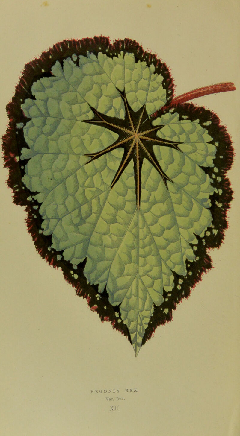 IV begonia rex. Var. Isis, XII