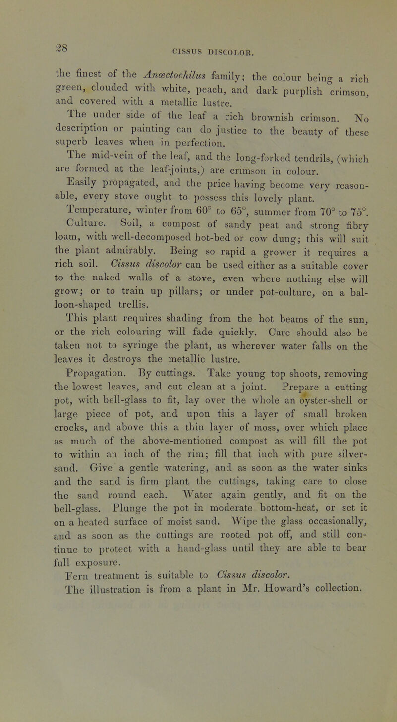 28 CISSUS DISCOLOR. the finest of the Anoectochilus family; the colour being a rich green, clouded with white, peach, and dark purplish crimson, and covered with a metallic lustre. Ihe under side of the leaf a rich brownish crimson. No description or painting can do justice to the beauty of these superb leaves when in perfection. Ihe mid-vein of the leaf, and the long-forked tendrils, (which are formed at the leaf-joints,) are crimson in colour. Fasily propagated, and the price having become very reason- able, every stove ought to possess this lovely plant. Temperature, winter from 60° to 65°, summer from 70° to 75°. Culture. Soil, a compost of sandy peat and strong fibry loam, with well-decomposed hot-bed or cow dung; this will suit the plant admirably. Being so rapid a groAver it requires a rich soil. Cissus discolor can be used either as a suitable cover to the naked Avails of a stove, even Avhere nothing else will groAv; or to train up pillars; or under pot-culture, on a bal- loon-shaped trellis. This plant requires shading from the hot beams of the sun, or the rich colouring will fade quickly. Care should also be taken not to syringe the plant, as Avherever water falls on the leaves it destroys the metallic lustre. Propagation. By cuttings. Take young top shoots, removing the lowest leaves, and cut clean at a joint. Prepare a cutting pot, Avith bell-glass to fit, lay over the Avhole an oyster-shell or large piece of pot, and upon this a layer of small broken crocks, and above this a thin layer of moss, over which place as much of the above-mentioned compost as Avill fill the pot to within an inch of the rim; fill that inch with pure silver- sand. Give a gentle watering, and as soon as the water sinks and the sand is firm plant the cuttings, taking care to close the sand round each. Water again gently, and fit on the bell-glass. Plunge the pot in moderate bottom-heat, or set it on a heated surface of moist sand. Wipe the glass occasionally, and as soon as the cuttings are rooted pot off, and still con- tinue to protect Avith a hand-glass until they are able to bear full exposure. Fern treatment is suitable to Cissus discolor. The illustration is from a plant in Mr. Howard’s collection.