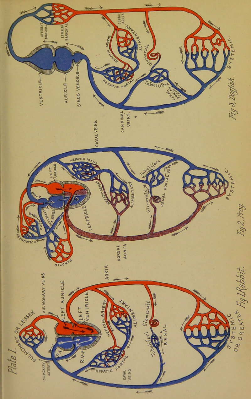 Ul>UllflTX ’’Oiear.A' HSPATIO ■* <S#
