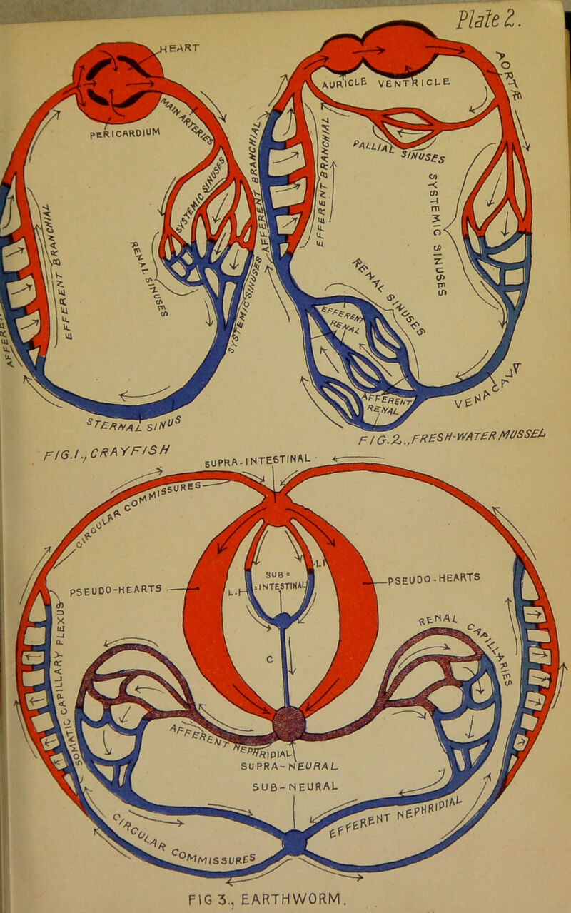Haiti. SUB * intestikai pseudo - hearts PSEUDU-HEARTS *E NAL cp^IDIAE\ SUPRA-NEURAL SUB-NEURAL .fP^MlSSURES FI6.I.,C RM FISH fsURES F / G.Z.,FRESH-WATE/* V0SSEL SUPRA -1NTESTINAL FIG 3., EARTHWORM.