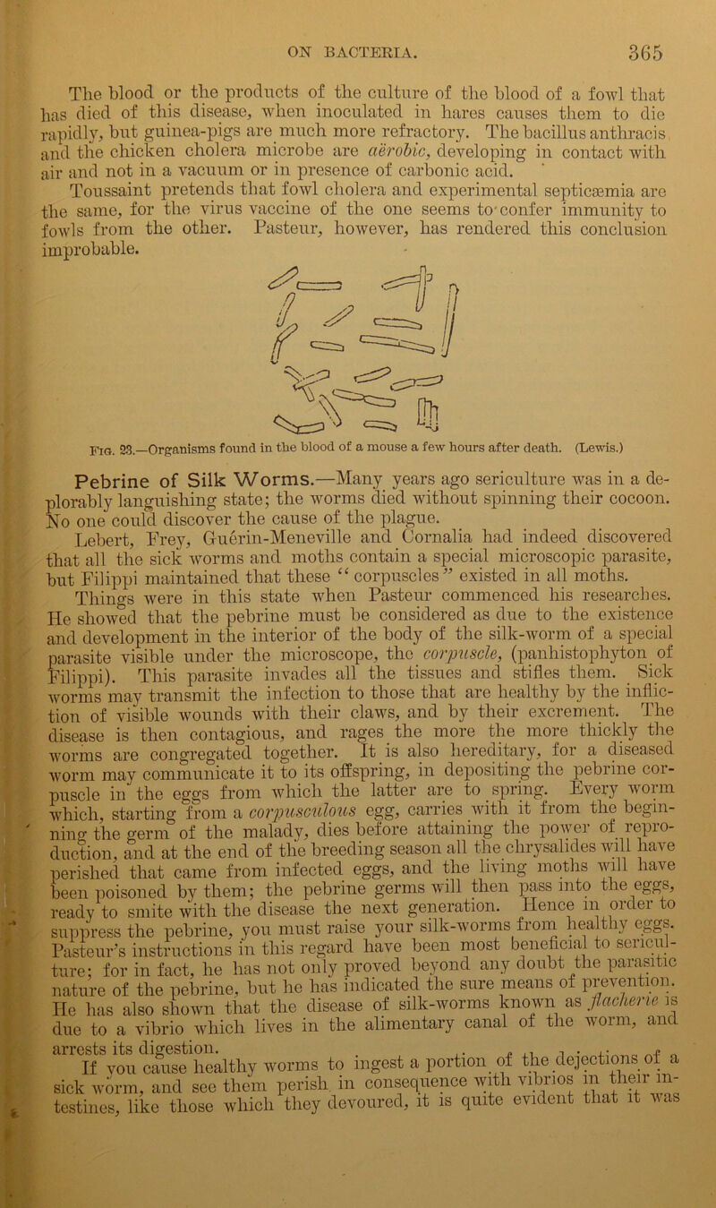 Tlie blood or the products of the culture of the blood of a fowl that has died of this disease, when inoculated in hares causes them to die rapidly, but guinea-pigs are much more refractory. The bacillus anthracis and the chicken cholera microbe are aerobic, developing in contact with air and not in a vacuum or in presence of carbonic acid. Toussaint pretends that fowl cholera and experimental septicaemia are the same, for the virus vaccine of the one seems to-confer immunity to fowls from the other. Pasteur, however, has rendered this conclusion improbable. Fig. 23.—Organisms found in the blood of a mouse a few hours after death. (Lewis.) Pebrine of Silk Worms.—Many years ago sericulture was in a de- plorably languishing state; the worms died without spinning their cocoon. No one could discover the cause of the plague. Lebert, Prey, Guerin-Meneville and Oornalia had indeed discovered that all the sick worms and moths contain a special microscopic parasite, but Filippi maintained that these “ corpuscles” existed in all moths. Things were in this state when Pasteur commenced his researches. He showed that the pebrine must be considered as due to the existence and development in the interior of the body of the silk-worm of a special parasite visible under the microscope, the corpuscle, (panhistophyton. of Filippi). This parasite invades all the tissues and stifles them. Sick worms may transmit the infection to those that are healthy by the inflic- tion of visible wounds with their claws, and by their excrement. The disease is then contagious, and rages the more the more thickly the worms are congregated together. It is also hereditary, for a diseased worm may communicate it to its offspring, in depositing the pebrine cor- puscle in the eggs from which the latter are to spring. Every worm which, starting from a corpusculous egg, carries with it from the begin- ning the germ of the malady, dies before attaining the power of repro- duction, and at the end of the breeding season all the chrysalides will have perished that came from infected eggs, and the living moths will have been poisoned by them; the pebrine germs will then pass into the eggs, ready to smite with the disease the next generation. Hence in oidei o suppress the pebrine, you must raise your silk-wonns from healthy eggs. Pasteur’s instructions in this regard have been most beneficial to sericul- ture; for in fact, he has not only proved beyond any doubt the parasitic nature of the pebrine, but he has indicated the sure means of prevention. He has also shown that the disease of silk-worms known as jlachene is due to a vibrio which lives in the alimentary canal ot the worm, ancl If you cause healthy worms to ingest a portion of the dejections of a sick worm, and sec them perish in consequence with vibrios m tar in- testines, like those which they devoured, it is quite evident that it was