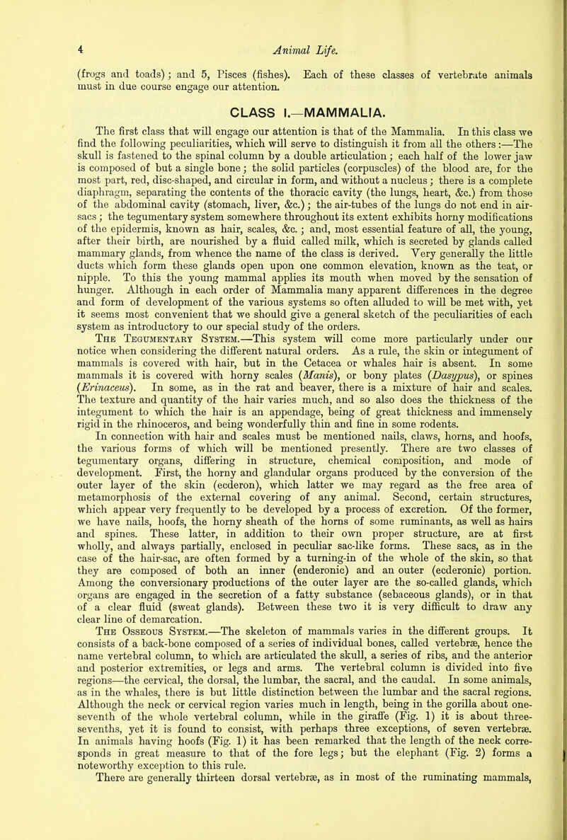 (frogs and toads); and 5, Pisces (fishes). Each of these classes of vertebrate animals must in due course engage our attention. CLASS I.—MAMMALIA. The first class that will engage our attention is that of the Mammalia. In this class we find the following peculiarities, which will serve to distinguish it from all the others :—The skull is fastened to the spinal column by a double articulation; each half of the lower jaw is composed of but a single bone; the solid particles (corpuscles) of the blood are, for the most part, red, disc-shaped, and circular in form, and without a nucleus ; there is a complete diaphragm, separating the contents of the thoracic cavity (the lungs, heart, &c.) from those of the abdominal cavity (stomach, liver, &c.); the air-tubes of the lungs do not end in air- sacs ; the tegumentary system somewhere throughout its extent exhibits horny modifications of the epidermis, known as hair, scales, &c.; and, most essential feature of all, the young, after their birth, are nourished by a fluid called milk, which is secreted by glands called mammary glands, from whence the name of the class is derived. Very generally the little ducts which form these glands open upon one common elevation, known as the teat, or nipple. To this the young mammal applies its mouth when moved by the sensation of hunger. Although in each order of Mammalia many apparent differences in the degree and form of development of the various systems so often alluded to will be met with, yet it seems most convenient that we should give a general sketch of the peculiarities of each system as introductory to our special study of the orders. The Tegumentary System.—This system will come more particularly under our notice when considering the different natural orders. As a rule, the skin or integument of mammals is covered with hair, but in the Cetacea or whales hair is absent. In some mammals it is covered with horny scales (Manis), or bony plates (Dasypus), or spines (Erinaceus). In some, as in the rat and beaver, there is a mixture of hair and scales. The texture and quantity of the hair varies much, and so also does the thickness of the integument to which the hair is an appendage, being of great thickness and immensely rigid in the rhinoceros, and being wonderfully thin and fine in some rodents. In connection with hair and scales must be mentioned nails, claws, horns, and hoofs, the various forms of which will be mentioned presently. There are two classes of tegumentary organs, differing in structure, chemical composition, and mode of development. Eirst, the horny and glandular organs produced by the conversion of the outer layer of the skin (ecderon), which latter we may regard as the free area of metamorphosis of the external covering of any animal. Second, certain structures, which appear very frequently to be developed by a process of excretion. Of the former, we have nails, hoofs, the horny sheath of the horns of some ruminants, as well as hairs and spines. These latter, in addition to their own proper structure, are at first wholly, and always partially, enclosed in peculiar sac-like forms. These sacs, as in the case of the hair-sac, are often formed by a turning-in of the whole of the skin, so that they are composed of both an inner (enderonic) and an outer (ecderonic) portion. Among the conversionary productions of the outer layer are the so-called glands, which organs are engaged in the secretion of a fatty substance (sebaceous glands), or in that of a clear fluid (sweat glands). Between these two it is very difficult to draw any clear line of demarcation. The Osseous System.—The skeleton of mammals varies in the different groups. It consists of a back-bone composed of a series of individual bones, called vertebrae, hence the name vertebral column, to which are articulated the skull, a series of ribs, and the anterior and posterior extremities, or legs and arms. The vertebral column is divided into five regions—the cervical, the dorsal, the lumbar, the sacral, and the caudal. In some animals, as in the whales, there is but little distinction between the lumbar and the sacral regions. Although the neck or cervical region varies much in length, being in the gorilla about one- seventh of the whole vertebral column, while in the giraffe (Fig. 1) it is about three- sevenths, yet it is found to consist, with perhaps three exceptions, of seven vertebrae. In animals having hoofs (Fig. 1) it has been remarked that the length of the neck corre- sponds in great measure to that of the fore legs; but the elephant (Fig. 2) forms a noteworthy exception to this rule. There are generally thirteen dorsal vertebrae, as in most of the ruminating mammals,