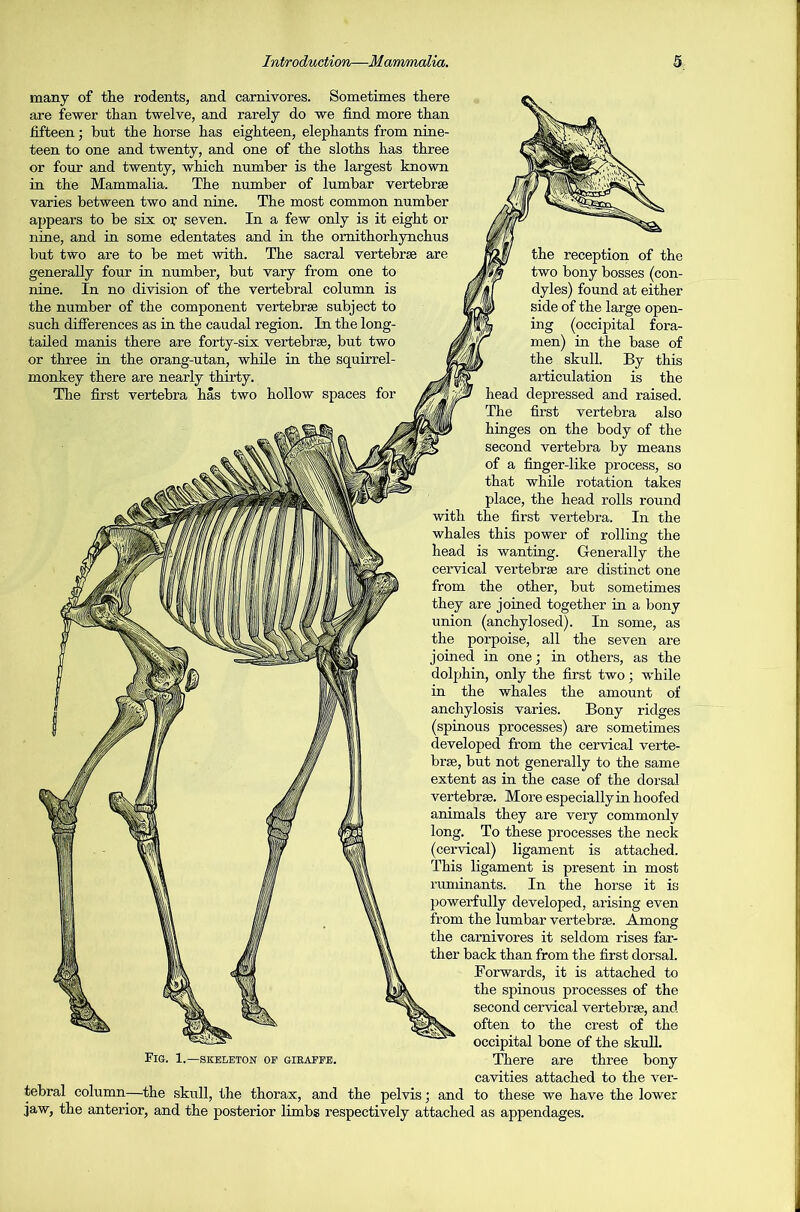 many of the rodents, and carnivores. Sometimes there are fewer than twelve, and rarely do we find more than fifteen; but the horse has eighteen, elephants from nine- teen to one and twenty, and one of the sloths has three or four and twenty, which number is the largest known in the Mammalia. The number of lumbar vertebrae varies between two and nine. The most common number appears to be six or seven. In a few only is it eight or nine, and in some edentates and in the omithorhynchus but two are to be met with. The sacral vertebrae are generally four in number, but vary from one to nine. In no division of the vertebral column is the number of the component vertebrae subject to such differences as in the caudal region. In the long- tailed manis there are forty-six vertebrae, but two or three in the orang-utan, while in the squirrel- monkey there are nearly thirty. The first vertebra has two hollow spaces for the reception of the two bony bosses (con- dyles) found at either side of the large open- ing (occipital fora- men) in the base of the skull. By this articulation is the head depressed and raised. The first vertebra also hinges on the body of the second vertebra by means of a finger-like process, so that while rotation takes place, the head rolls round the first vertebra. In the whales this power of rolling the head is wanting. Generally the cervical vertebrae are distinct one from the other, but sometimes they are joined together in a bony union (anchylosed). In some, as the porpoise, all the seven are joined in one; in others, as the dolphin, only the first two; while in the whales the amount of anchylosis varies. Bony ridges (spinous processes) are sometimes developed from the cervical verte- brae, but not generally to the same extent as in the case of the dorsal vertebrae. More especially in hoofed animals they are very commonly long. To these processes the neck (cervical) ligament is attached. This ligament is present in most ruminants. In the horse it is powerfully developed, arising even from the lumbar vertebrae. Among the carnivores it seldom rises far- ther back than from the first dorsal. Forwards, it is attached to the spinous processes of the second cervical vertebrae, and often to the crest of the occipital bone of the skull. There are three bony cavities attached to the ver- tebral column—the skull, the thorax, and the pelvis; and to these we have the lower jaw, the anterior, and the posterior limbs respectively attached as appendages. 1.—SKELETON OF GIRAFFE.