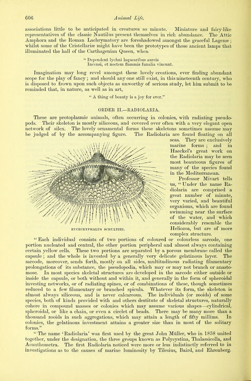 associations little to be anticipated in creatures so minute. Miniature and fairy-like representatives of the classic Nautilus present themselves in rich abundance. The Attic Amphora and the Roman Lachrymatory are foreshadowed amongst the graceful Lagense; whilst some of the Cristellarise might have been the prototypes of those ancient lamps that illuminated the hall of the Carthagenian Queen, when “ Dependent lychni laquearibus aureis Incensi, et noctem flammis funalia vincunt. Imagination may long revel amongst these lovely creations, ever finding abundant scope for the play of fancy; and should any one still exist, in this nineteenth century, who is disposed to frown upon such objects as unworthy of serious study, let him submit to be reminded that, in nature, as well as in art, “ A thing of beauty is a joy for ever.” ORDER II.—RADIOLARIA. These are protoplasmic animals, often occurring in colonies, with radiating pseudo- pods. Their skeleton is mostly siliceous, and covered over often with a very elegant open network of silex. The lovely ornamental forms these skeletons sometimes assume may be judged of by the accompanying figure. The Radiolaria are found floating on all seas. They are exclusively marine forms ; and in Haeckel’s great work on the Radiolaria may be seen most beauteous figures of many of the species found in the Mediterranean. Professor Mivart tells us, “Under the name Ra- diolaria are comprised a great number of minute, very varied, and beautiful organisms, which are found swimming near the surface of the water, and which considerably resemble the Heliozoa, but are of more complex structure. “ Each individual consists of two portions of coloured or colourless sarcode, one portion nucleated and central, the other portion peripheral and almost always containing certain yellow cells. These two portions are separated by a porous membrane called the capsule; and the whole is invested by a generally very delicate gelatinous layer. The sarcode, moreover, sends forth, mostly on all sides, multitudinous radiating filamentary prolongations of its substance, the pseudopodia, which may or may not branch or anasto- mose. In most species skeletal structures are developed in the sarcode either outside or inside the capsule, or both without and within it, and generally in the form of spheroidal investing networks, or of radiating spines, or of combinations of these, though sometimes reduced to a few filamentary or branched spicula. Whatever its form, the skeleton is almost always siliceous, and is never calcareous. The individuals (or zooids) of some species, both of kinds provided with and others destitute of skeletal structures, naturally cohere in compound masses or colonies which may assume various shapes—cylindrical, spheroidal, or like a chain, or even a circlet of beads. There may be many more than a thousand zooids in such aggregations, which may attain a length of fifty millims. In colonies, the gelatinous investment attains a greater size than in most of the solitary forms.” “ The name ‘Radiolaria’ was first used by the great John Muller, who in 1858 united together, under the designation, the three groups known as Polycystina, Tlialassicolla, and Acanthometra. The first Radiolaria noticed were more or less indistinctly referred to in investigations as to the causes of marine luminosity by Tilesius, Baird, and Ehrenberg. EI’CECRYPHALXJS SCHULTZEI.