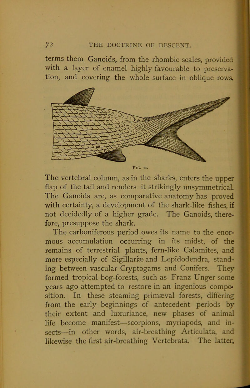 terms them Ganoids, from the rhombic scales, provided with a layer of enamel highly favourable to preserva- tion, and covering the whole surface in oblique rowa The vertebral column, as in the sharks, enters the upper flap of the tail and renders it strikingly unsymmetricaL The Ganoids are, as comparative anatomy has proved with certainty, a development of the shark-like fishes, if not decidedly of a higher grade. The Ganoids, there- fore, presuppose the shark. The carboniferous period owes its name to the enor- mous accumulation occurring in its midst, of the remains of terrestrial plants, fern-like Calamites, and more especially of Sigillariae and Lepidodendra, stand- ing between vascular Cryptogams and Conifers. They formed tropical bog-forests, such as Franz Unger some years ago attempted to restore in an ingenious compo* sition. In these steaming primaeval forests, differing from the early beginnings of antecedent periods by their extent and luxuriance, new phases of animal life become manifest—scorpions, myriapods, and in- sects—in other words, air-breathing Articulata, and likewise the first air-breathing Vertebrata. The latter.