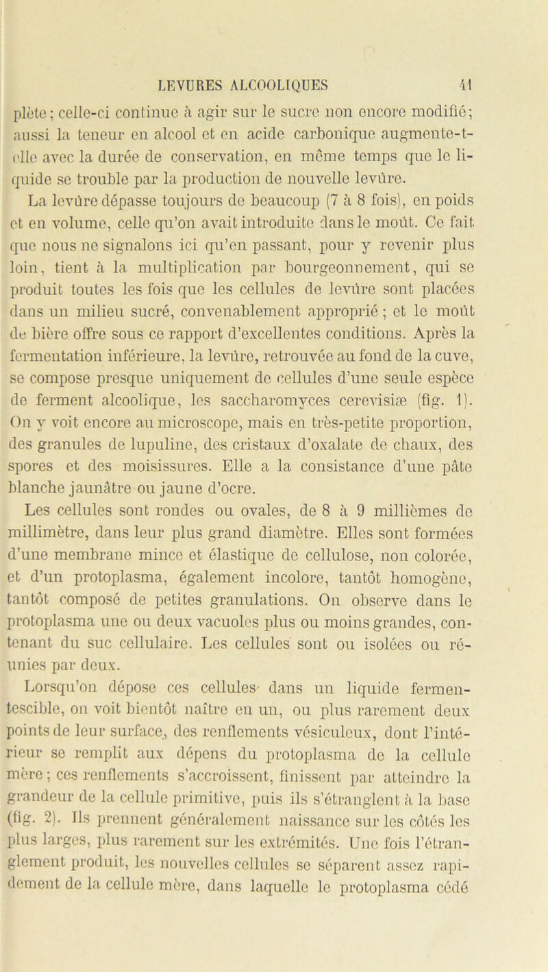 plèto; celle-ci conlinuc à agir sur le sucre non encore modifié; aussi la teneur en alcool et en acide carbonique augmente-t- (dle avec la durée de conservation, en môme temps que le li- quide se trouble par la production de nouvelle leviire. La levure dépasse toujours de beaucoup (7 à 8 fois), en poids et en volume, celle qu’on avait introduite dans le moût. Ce fait que nous ne signalons ici qu’en passant, pour y revenir plus loin, tient à la multiplication par bourgeonnement, c[ui se produit toutes les fois que les cellules de levure sont placées dans un milieu sucré, convenablement approprié ; et le moût de bière offre sous ce rapport d’excellentes conditions. Après la fermentation inférieure, la leviire, retrouvée au fond de la cuve, se compose presque uniquement de cellules d’une seule espèce de ferment alcoolique, les saccharomyces cerevisiæ (flg. 1). On y voit encore au microscope, mais en très-petite proportion, des granules de lupuline, des cristaux d’oxalate de chaux, des spores et des moisissures. Elle a la consistance d’une pâte blanche jaunâtre ou jaune d’ocre. Les cellules sont rondos ou ovales, de 8 à 9 millièmes do millimètre, dans leur plus grand diamètre. Elles sont formées d’une membrane mince et élastique do cellulose, non colorée, et d’un protoplasma, également incolore, tantôt homogène, tantôt composé de petites granulations. On observe dans le protoplasma une ou deux vacuoles plus ou moins grandes, con- tenant du suc cellulaire. Les cellules sont ou isolées ou ré- unies par deux. Lorsqu’on dépose ces cellules- dans un liquide fermen- tescible, on voit ])ientôt naître en un, ou plus rarement deux points de leur surface, des renflements vésiculoux, dont l’inté- rieur se remplit aux dépens du protoplasma de la cellule mère ; ces renflements s’accroissent, finissent par atteindre la grandeur de la cellule primitive, puis ils s’étranglent à la base (fig. 2). Ils prennent généralement naissance sur les côtés les plus larges, plus rarement sur les extrémités. Une fois l’étran- glement produit, les nouvelles cellules se .séparent assez rapi- dement de la cellule mère, dans laquelle le protoplasma cédé