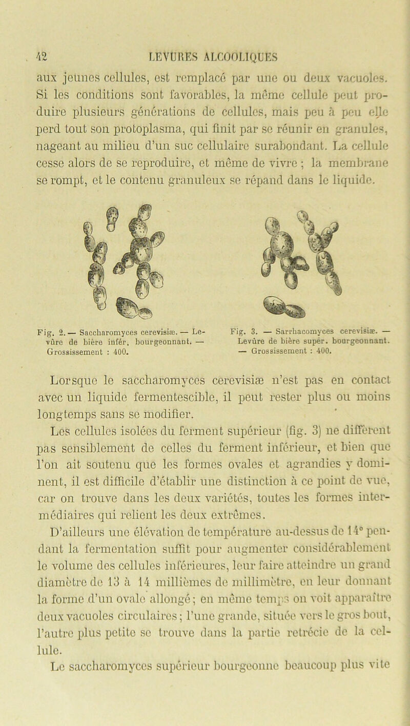 aux jeimcs cellules, est remplacé par une ou deux vacuoles. Si les conditions sont favorables, la meme cellule peut pro- duire plusieurs générations de cellules, mais peu ii peu eUe perd tout son protoplasma, qui finit par se réunir en granules, nageant au milieu d’un suc cellulaire surabondant. La cellule cesse alors de se reproduire, et même de vivre ; la membrane se rompt, et le contenu granuleux se répand dans le liquide. Lorsque le saccharomyces cerevisiæ n’est pas en contact avec un liquide fermentescible, il pent rester plus ou moins longtemps sans se modifier. Les cellules isolées du ferment supérieur (fîg. 3) ne diffèrent pas sensiblement de celles du ferment inférieur, et bien que l’on ait soutenu que les formes ovales et agrandies y domi- nent, il est difficile d’établir une distinction à ce point de vue, car on trouve dans les deux variétés, toutes les formes inter- médiaires qui relient les deux extrêmes. D’ailleurs une élévation de température au-dessus de 14® pen- dant la fermentation suffît pour augmenter considérablement le volume des cellules inférieures, leur faire atteindre un grand diamètre de 13 à 14 millièmes de millimètre, en leur donnant la forme d’un ovale allongé; en même temps on voit apparaître deux vacuoles circulaires ; l’une grande, située vers le gros bout, l’autre plus petite se trouve dans la partie rétrécie de la cel- lule. Le saccharomyces supérieur bourgeonne beaucoup plus vite Fig. 2. — Saccharomyces cerevisiæ. — Le- vûre de bière infér, bourgeonnant. — Grossissement : 400. Fig. 3. — Sarrbacomyces cerevisiæ. — Levûre de bière supér. bourgeonnant. — Grossissement ; 400.