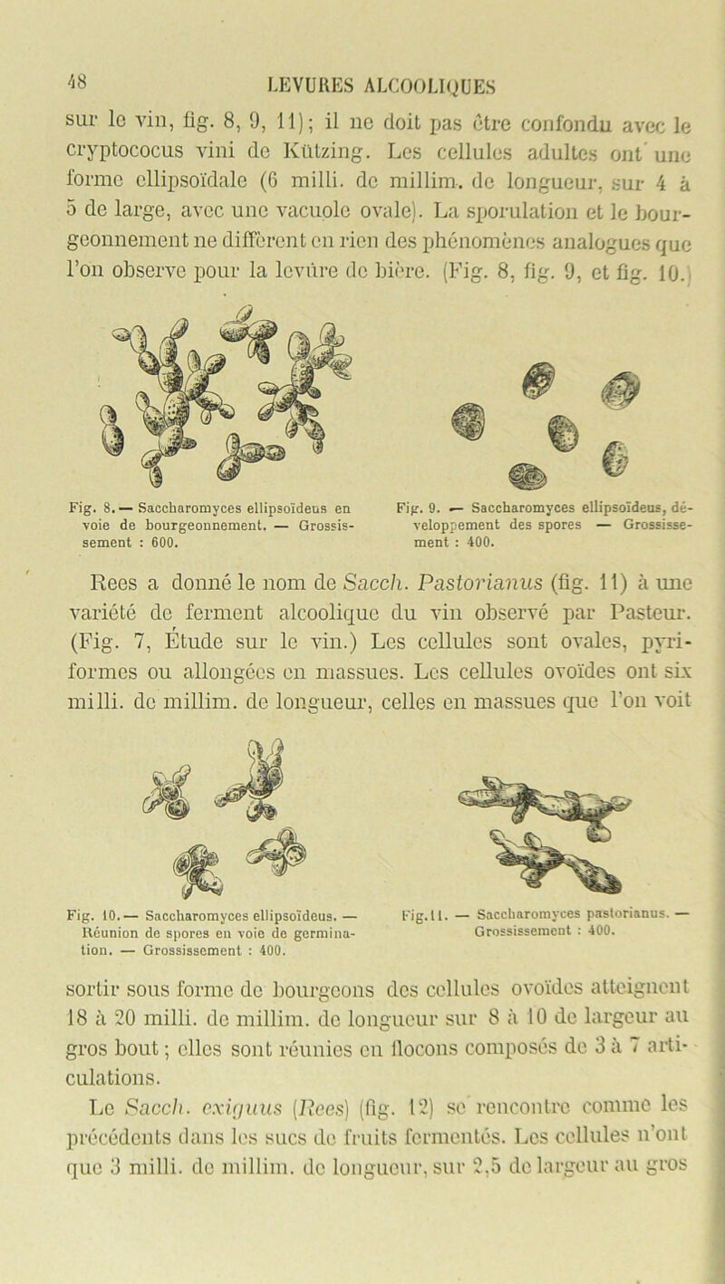 sur le vin, lig. 8, 9, 11); il ne doit pas etre confondu avec le cryptococus vini de Kützing. Los cellules adultes ont' une forme ellipsoïdale (6 milli. de millim. de longueur, sur 4 à 5 de large, avec une vacuole ovale). La sporulation et le bour- geonnement ne diffèrent en rien des phénomènes analogues que l’on observe pour la levure de bière. (Fig. 8, fig. 9, et fig. 10. . Fig. 8.— Saocharomyces ellipsoïdeus en voie de bourgeonnement. — Grossis- sement : 600. Fig. 9. — Saccharomyces ellipsoïdens, dé- veloppement des spores — Grossisse- ment : 400. Rees a donné le nom de Sacch. Pastorianus (fig. 11) à mie variété de ferment alcoolique du vin observé par Pasteur. (Fig. 7, Etude sur le vin.) Les cellules sont ovales, pyri- formes ou allongées on massues. Les cellules ovoïdes ont sLv milli. do millim. de longueur, celles en massues que l’on voit Fig. 10.— Saccharomyces ellipsoïdeus.— Réunion de spores en voie de germina- tion. — Grossissement : 400. Fig.11. — Saccharomyces paslorianus. Grossissement : 400. sortir sous forme de bourgeons dos cellules ovoïdes atteignent 18 à 20 milli. de millim. do longueur sur 8 à 10 de largeur au gros bout ; elles sont réunies en llocons composés de 3 à 7 arti- culations. Le Pacch. cxûjuus [Uees] (fig. 12) se rencontre comme les précédents clans les sucs do fruits fermentés. Les cellules n’ont que 3 milli. de millim. de longueur, sur 2,5 de largeur au gros