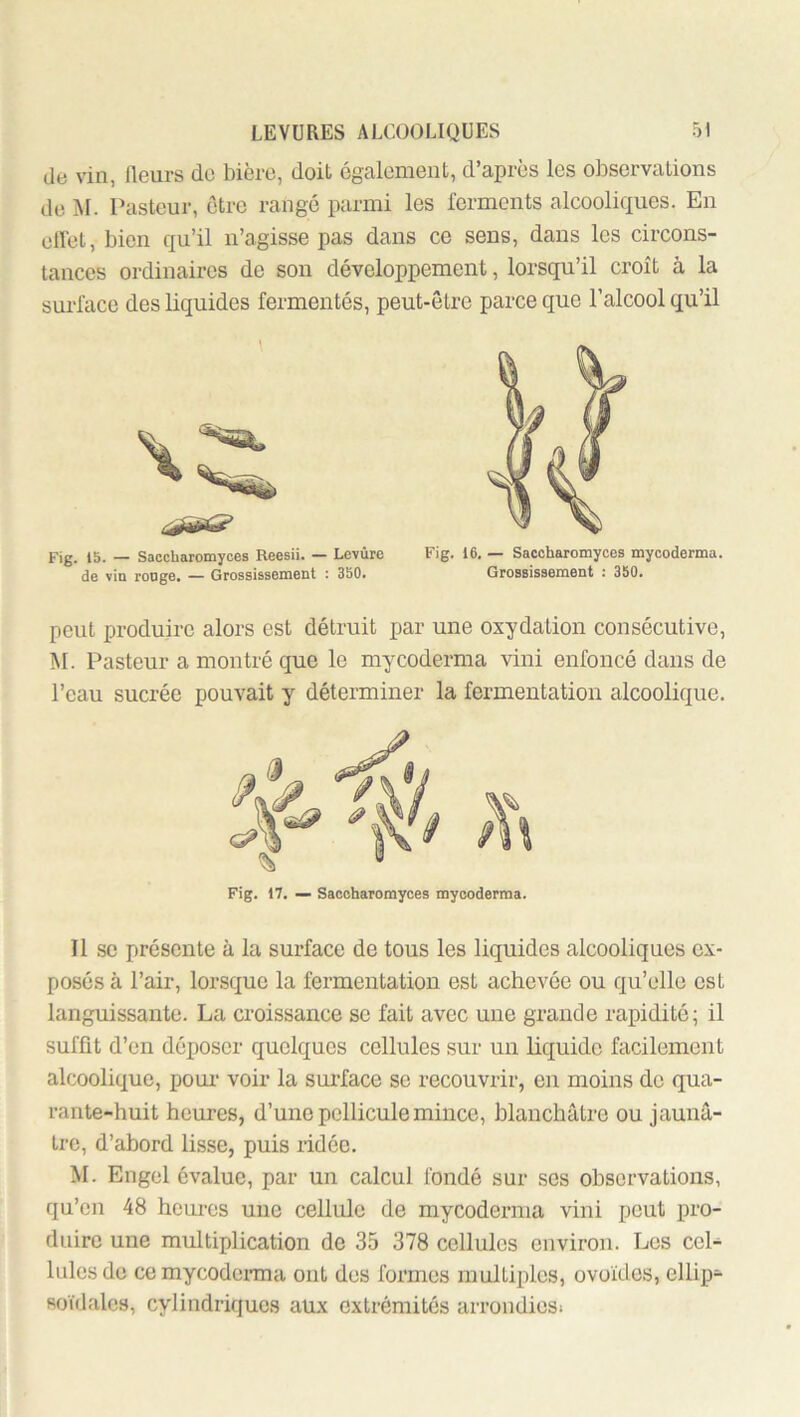 de vin, fleurs do bière, doit également, d’après les observations de Al. Pasteur, être rangé parmi les ferments alcooliques. En cllèt, bien qu’il n’agisse pas dans ce sens, dans les circons- tances ordinaires de son développement, lorsqu’il croît à la suidace des liquides fermentés, peut-être parce que l’alcool qu’il Fig. 15. — Saccharomyces Reesii. — Levure Fig. 16, — Saccharomycos mycoderma. de viu rouge, —— Grossissement : 350, Grossissement ; 350, peut produire alors est détruit par une oxydation consécutive, M. Pasteur a montré que le mycoderma vini enfoncé dans de l’eau sucrée pouvait y déterminer la fermentation alcoolique. Fig. 17. — Sacoharomyces mycoderma. Il .SC présente à la surface de tous les liquides alcooliques ex- posés à l’air, lorsque la fermentation est achevée ou qu’elle est languissante. La croissance se fait avec une grande rapidité; il suffit d’en déposer quelques cellules sur un liquide facilement alcoolique, pour’ voir la surface se recouvrir, en moins de qua- rante-huit heures, d’une pellicule mince, blanchâtre ou jaunâ- tre, d’abord lisse, puis ridée. M. Engel évalue, par un calcul fondé sur ses observations, qu’en 48 heures une cellule de mycoderma vini peut pro- duire une multiplication de 35 378 cellules environ. Los cel- lules do ce mycodonna ont dos formes multiples, ovoïdes, ellip- soïdales, cylindriques aux extrémités arrondiesi