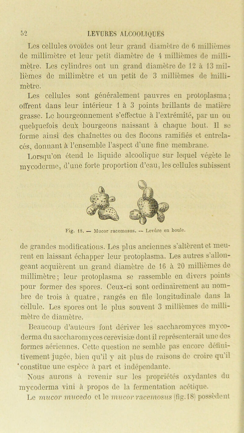 Les cellules ovoïdes ont leur grand diamèlrc de 6 millièmes de millimètre et leur petit diamètre de 4 millièmes de milli- mètre. Les cylindres ont un grand diamètre de 12 à 13 mil- lièmes de millimètre et un petit de 3 millièmes de hiilli- mètre. Les cellules sont généralement pauvres en protoplasma; offrent dans leur intérieur 1 à 3 points brillants de matière grasse. Le bourgeonnement s’effectue à l’extrémité, par un ou quelquefois deux bourgeons naissant à chaque bout. Il se forme ainsi des chaînettes ou des flocons ramifiés et entrela- cés, donnant à l’ensemble l’aspect d’une fine membrane. Lorsqu’on étend le liquide alcoolique sur lecpiel végète le mycoderme, d’une forte proportion d’eau, les cellules .subissent Fig. 18. — Mucor racemosus. — Levure en boule. de grandes modifications. Les plus anciennes s'altèrent et meu- rent en laissant échapper leur protoplasma. Les autres s’allon- geant acquièrent un grand diamètre de 16 à 20 millièmes de millimètre; leur protoplasma se rassemble en divers points pour former des spores. Ceux-ci sont ordinairement au nom- bre de trois à quatre, rangés en file longitudinale dans la cellule. Les spores ont le plus souvent 3 millièmes de milli- mètre de diamètre. Beaucoujj d’auteurs font dériver les saccharomycos myco- derma du saccharomycos cerevisi;e dont il représenterait une des formes aériennes. Cette question no semble pas encore défini- tivement jugée, bien qu’il y ait plus de raisons de croire qu’il ‘constitue une espèce à part et indépendante. Nous aurons à revenir sur les propriétés oxydantes du mycoderma viui à propos do la fermentation acétique. Le mucov mucedo et le mucoy racemosus (fig. 18) possèdent