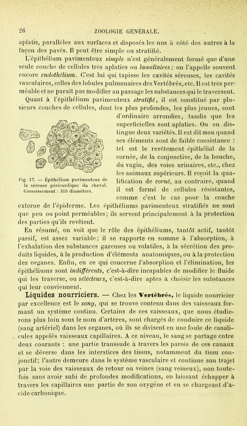 aplatis, parallèles aux surfaces et disposés les uns à côté des autres à la façon des pavés. Il peut être simple ou stratifié. L'épithélium pavimenteux simple n’est généralement formé que d’une seule couche de cellules très aplaties ou lamellaires ; on l’appelle souvent encore endothélium. C’est lui qui tapisse les cavités séreuses, les cavités vasculaires, celles des lobules pulmonaires des Vertébrés, etc. Il est très per- méable et ne paraît pas modifier au passage les substances qui le traversent. Quant à Y épithélium pavimenteux stratifié, il est constitué par plu- sieurs couches de cellules, dont les plus profondes, les plus jeunes, sont d’ordinaire arrondies, tandis que les superficielles sont aplaties. On en dis- tingue deux variétés. 11 est dit mou quand ses éléments sont de faible consistance : tel est le revêtement épithélial de la cornée, de la conjonctive, de la bouche, du vagin, des voies urinaires, etc., chez les animaux supérieurs. Il reçoit la qua- lification de corné, au contraire, quand il est formé de cellules résistantes, comme c’est le cas pour la couche externe de l’épiderme. Les épithéliums pavimenteux stratifiés ne sont que peu ou point perméables; ils servent principalement à la protection des parties qu’ils revêtent. En résumé, on voit que le rôle des épithéliums, tantôt actif, tantôt passif, est assez variable; il se rapporte en somme à l’absorption, à l’exhalation des substances gazeuses ou volatiles, à la sécrétion des pro- duits liquides, à la production d’éléments anatomiques, ou à la protection des organes. Enfin, en ce qui concerne l’absorption et l’élimination, les épithéliums sont indifférents, c’est-à-dire incapables de modifier le fluide qui les traverse, ou sélécteurs, c’est-à-dire aptes à choisir les substances qui leur conviennent. Liquides nourriciers. — Chez les Vertébrés, le liquide nourricier par excellence est le sang, qui se trouve contenu dans des vaisseaux for- mant un système continu. Certains de ces vaisseaux, que nous étudie- rons plus loin sous le nom d’artères, sont chargés de conduire ce liquide (sang artériel) dans les organes, où ils se divisent en une foule de canali- . cules appelés vaisseaux capillaires. A ce niveau, le sang se partage entre deux courants : une partie transsude à travers les parois de ces canaux et se déverse dans les interstices des tissus, notamment du tissu con- jonctif; l’autre demeure dans le système vasculaire et continue son trajet par la voie des vaisseaux de retour ou veines (sang veineux), non toute- fois sans avoir subi de profondes modifications, en laissant échapper à travers les capillaires une partie de son oxygène et en se chargeant d’a- cide carbonique. Fig. 17. — Épithélium pavimenteux de la séreuse péricardique du cheval. Gi’ossissement : 310 diamètres.