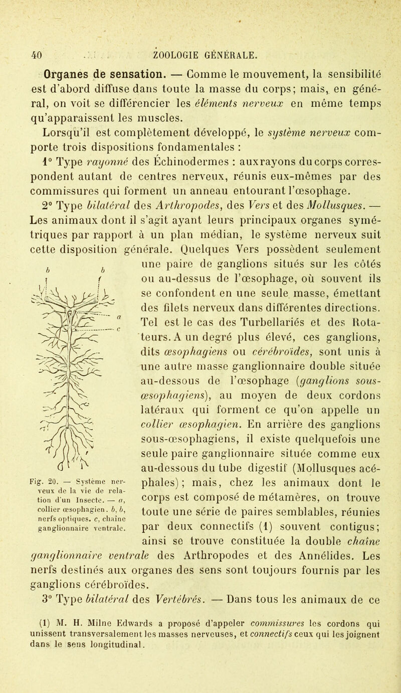 Organes de sensation. — Gomme le mouvement, la sensibilité est d’abord diffuse dans toute la masse du corps; mais, en géné- ral, on voit se différencier les éléments nerveux en même temps qu’apparaissent les muscles. Lorsqu’il est complètement développé, le système nerveux com- porte trois dispositions fondamentales : r 1° Type rayonné des Echinodermes : auxrayons du corps corres- pondent autant de centres nerveux, réunis eux-mêmes par des commissures qui forment un anneau entourant l’oesophage. 2° Type bilatéral des Arthropodes, des Vers et des Mollusques. — Les animaux dont il s’agit ayant leurs principaux organes symé- triques par rapport à un plan médian, le système nerveux suit cette disposition générale. Quelques Vers possèdent seulement une paire de ganglions situés sur les côtés ou au-dessus de l’oesophage, où souvent ils se confondent en une seule masse, émettant des filets nerveux dans différentes directions. Tel est le cas des Turbellariés et des Rota- teurs. A un degré plus élevé, ces ganglions, dits œsophagiens ou cérébroides, sont unis à une autre masse ganglionnaire double située au-dessous de l’œsophage (ganglions sous- œsophagiens), au moyen de deux cordons latéraux qui forment ce qu’on appelle un collier œsophagien. En arrière des ganglions sous-œsophagiens, il existe quelquefois une seule paire ganglionnaire située comme eux au-dessous du tube digestif (Mollusques acé- phales) ; mais, chez les animaux dont le corps est composé de métamères, on trouve toute une série de paires semblables, réunies par deux connectifs (1) souvent contigus; ainsi se trouve constituée la double chaîne ganglionnaire ventrale des Arthropodes et des Annélides. Les nerfs destinés aux organes des sens sont toujours fournis par les ganglions cérébroïdes. 3° Type bilatéral des Vertébrés. — Dans tous les animaux de ce ig. 20. — Système ner- veux de la vie de rela- tion d’un Insecte. — a, collier œsophagien, b, b, nerfs optiques, c, chaîne ganglionnaire ventrale. (1) M. H. Milne Edwards a proposé d’appeler commissures les cordons qui unissent transversalement les masses nerveuses, et connectifs ceux qui les joignent dans le sens longitudinal.