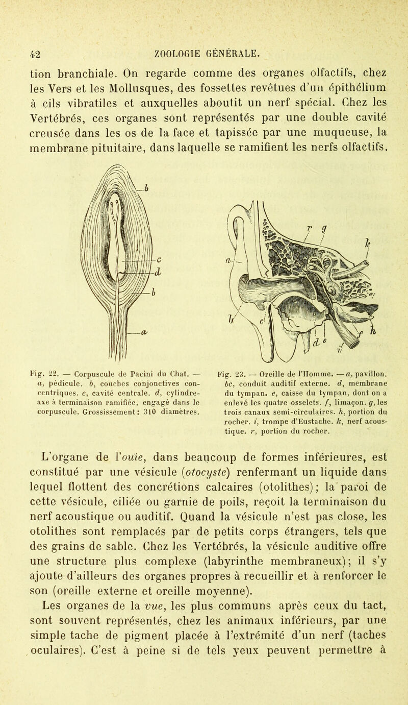 tion branchiale. On regarde comme des organes olfactifs, chez les Vers et les Mollusques, des fossettes revêtues d’un épithélium à cils vibratiles et auxquelles aboutit un nerf spécial. Chez les Vertébrés, ces organes sont représentés par une double cavité creusée dans les os de la face et tapissée par une muqueuse, la membrane pituitaire, dans laquelle se ramifient les nerfs olfactifs. Fig. 22. — Corpuscule de Pacini du Chat. — a, pédicule, b, couches conjonctives con- centriques. c, cavité centrale, d, cylindre- axe à terminaison ramifiée, engagé dans le corpuscule. Grossissement : 310 diamètres. Fig. 23. — Oreille de l’Homme. —a, pavillon. bc, conduit auditif externe, d, membrane du tympan, e, caisse du tympan, dont on a enlevé les quatre osselets, f, limaçon, g, les trois canaux semi-circulaires, h, portion du rocher, i, trompe d’Eustache. k, nerf acous- tique. r, portion du rocher. L’organe de Y ouïe, dans beaucoup de formes inférieures, est constitué par une vésicule (otocyste) renfermant un liquide dans lequel flottent des concrétions calcaires (otolitbes) ; la paroi de cette vésicule, ciliée ou garnie de poils, reçoit la terminaison du nerf acoustique ou auditif. Quand la vésicule n’est pas close, les otolithes sont remplacés par de petits corps étrangers, tels que des grains de sable. Chez les Vertébrés, la vésicule auditive offre une structure plus complexe (labyrinthe membraneux); il s’y ajoute d’ailleurs des organes propres à recueillir et à renforcer le son (oreille externe et oreille moyenne). Les organes de la vue, les plus communs après ceux du tact, sont souvent représentés, chez les animaux inférieurs, par une simple tache de pigment placée à l’extrémité d’un nerf (taches oculaires). C’est à peine si de tels yeux peuvent permettre à