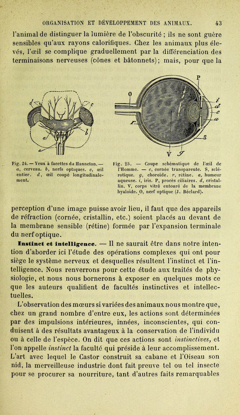 l’animal de distinguer la lumière de l’obscurité ; ils ne sont guère sensibles qu’aux rayons calorifiques. Chez les animaux plus éle- vés, l’œil se complique graduellement par la différenciation des terminaisons nerveuses (cônes et bâtonnets); mais, pour que la Fig. 24. — Yeux à facettes du Hanneton.— Fig. 25. — Coupe schématique de l’œil de perception d’une image puisse avoir lieu, il faut que des appareils de réfraction (cornée, cristallin, etc.) soient placés au devant de la membrane sensible (rétine) formée par l’expansion terminale du nerf optique. Instinct et intelligence. — Il ne saurait être dans notre inten- tion d’aborder ici l’étude des opérations complexes qui ont pour siège le système nerveux et desquelles résultent l’instinct et l’in- telligence. Nous renverrons pour cette étude aux traités de phy- siologie, et nous nous bornerons à exposer en quelques mots ce que les auteurs qualifient de facultés instinctives et intellec- tuelles. L’observation des mœurs si variées des animaux nous montre que, chez un grand nombre d’entre eux, les actions sont déterminées par des impulsions intérieures, innées, inconscientes, qui con- duisent à des résultats avantageux à la conservation de l’individu ou à celle de l’espèce. On dit que ces actions sont instinctives, et l’on appelle instinct la faculté qui préside à leur accomplissement. L’art avec lequel le Castor construit sa cabane et l’Oiseau son nid, la merveilleuse industrie dont fait preuve tel ou tel insecte pour se procurer sa nourriture, tant d’autres faits remarquables «, cerveau, b, nerfs optiques, c, œil entier, d, œil coupé longitudinale- ment. l’Homme. — c, cornée transparente. S, sclé- rotique. g, choroïde, r, rétine, a, humeur aqueuse, i, iris. P, procès ciliaires, d, cristal- lin. V, corps vitré entouré de la membrane hyaloïde. O, nerf optique (J. Béclard).