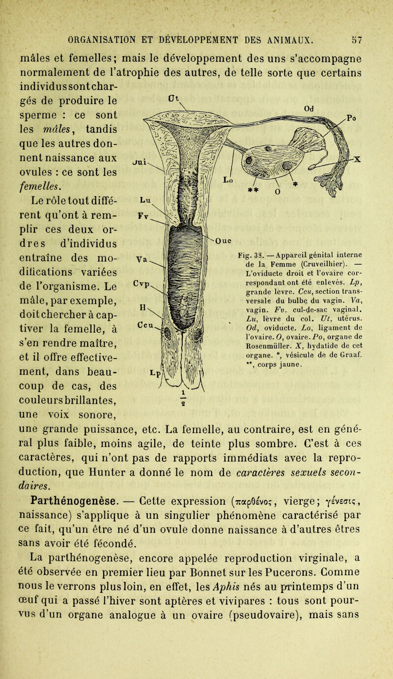 JUl mâles et femelles; mais le développement des uns s’accompagne normalement de l’atrophie des autres, de telle sorte que certains individu s sont char- gés de produire le 01 sperme : ce sont les mâles, tandis que les autres don- nent naissance aux ovules : ce sont les femelles. Le rôle tout diffé- rent qu’ont à rem- plir ces deux or- dres d’individus entraîne des mo- difications variées de l’organisme. Le mâle, par exemple, doitchercher à cap- tiver la femelle, à s’en rendre maître, et il offre effective- ment, dans beau- coup de cas, des couleurs brillantes, une voix sonore, une grande puissance, etc. La femelle, au contraire, est en géné- ral plus faible, moins agile, de teinte plus sombre. C’est à ces caractères, qui n’ont pas de rapports immédiats avec la repro- duction, que Hunter a donné le nom de caractères sexuels secon- daires. Fig. 33. —Appareil génital interne de la Femme (Cruveilhier). — L’oviducte droit et l’ovaire cor- respondant ont été enlevés. Lp, Ccu, section trans- versale du bulbe du vagin. Va, vagin. Fv. cul-de-sac vaginal. Lu, lèvre du col. Ut, utérus. Od, oviducte. Lo, ligament de l’ovaire. O, ovaire. Po, organe de Rosenmüller. X, hydatide de cet organe. *, vésicule de de Graaf. **, corps jaune. Parthénogenèse. — Cette expression (TOxpÔsvo;, vierge; 'fatais, naissance) s’applique à un singulier phénomène caractérisé par ce fait, qu’un être né d’un ovule donne naissance à d’autres êtres sans avoir été fécondé. La parthénogenèse, encore appelée reproduction virginale, a été observée en premier lieu par Bonnet sur les Pucerons. Comme nous le verrons plus loin, en effet, les Aphis nés au printemps d’un œuf qui a passé l’hiver sont aptères et vivipares : tous sont pour- vus d’un organe analogue à un ovaire (pseudovaire), mais sans