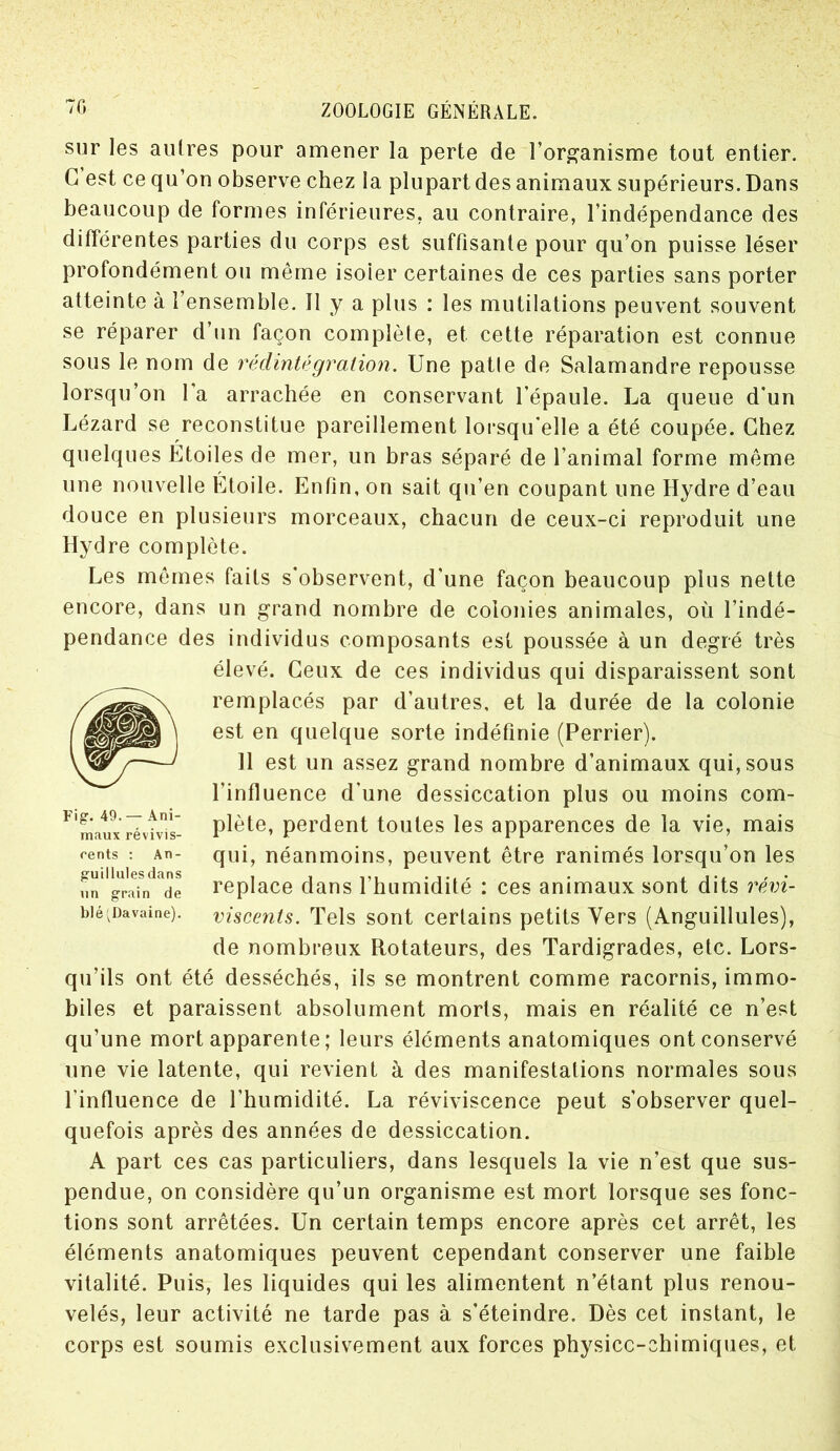 sur les autres pour amener la perte de l’organisme tout entier. G est ce qu’on observe chez la plupart des animaux supérieurs. Dans beaucoup de formes inférieures, au contraire, l’indépendance des différentes parties du corps est suffisante pour qu’on puisse léser profondément ou même isoler certaines de ces parties sans porter atteinte à 1 ensemble. 11 y a plus : les mutilations peuvent souvent se réparer d’un façon complète, et cette réparation est connue sous le nom de rédintégration. Une patle de Salamandre repousse lorsqu’on 1 a arrachée en conservant l’épaule. La queue d’un Lézard se reconstitue pareillement lorsqu'elle a été coupée. Chez quelques Etoiles de mer, un bras séparé de l’animal forme même une nouvelle Étoile. Enfin, on sait qu’en coupant une Hydre d’eau douce en plusieurs morceaux, chacun de ceux-ci reproduit une Hydre complète. Les mêmes faits s’observent, d’une façon beaucoup plus nette encore, dans un grand nombre de colonies animales, où l’indé- pendance des individus composants est poussée à un degré très élevé. Ceux de ces individus qui disparaissent sont remplacés par d’autres, et la durée de la colonie est en quelque sorte indéfinie (Perrier). Il est un assez grand nombre d’animaux qui, sous l’influence d’une dessiccation plus ou moins com- plète, perdent toutes les apparences de la vie, mais qui, néanmoins, peuvent être ranimés lorsqu’on les replace dans l’humidité : ces animaux sont dits rém- viscents. Tels sont certains petits Vers (Anguillules), de nombreux Rotateurs, des Tardigrades, etc. Lors- qu’ils ont été desséchés, ils se montrent comme racornis, immo- biles et paraissent absolument morts, mais en réalité ce n’est qu’une mort apparente; leurs éléments anatomiques ont conservé une vie latente, qui revient à des manifestations normales sous l’influence de l’humidité. La réviviscence peut s’observer quel- quefois après des années de dessiccation. A part ces cas particuliers, dans lesquels la vie n’est que sus- pendue, on considère qu’un organisme est mort lorsque ses fonc- tions sont arrêtées. Un certain temps encore après cet arrêt, les éléments anatomiques peuvent cependant conserver une faible vitalité. Puis, les liquides qui les alimentent n’étant plus renou- velés, leur activité ne tarde pas à s’éteindre. Dès cet instant, le corps est soumis exclusivement aux forces physicc-ehimiques, et Fig. 49. — Ani- maux révivis- cents : An- guillules dans un grain de blé ' Davaine).