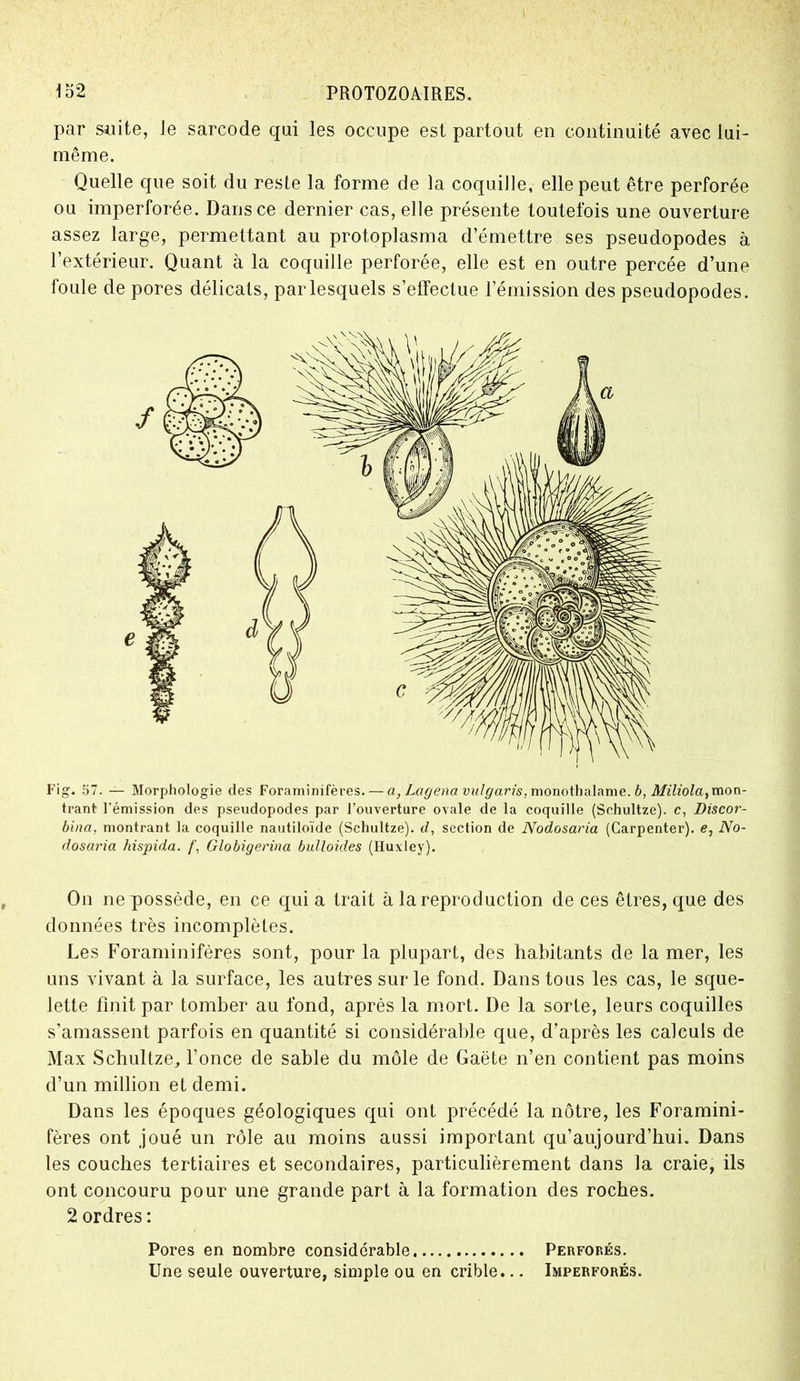 par suite, le sarcode qui les occupe est partout en continuité avec lui- même. Quelle que soit du reste la forme de la coquille, elle peut être perforée ou imperforée. Dans ce dernier cas, elle présente toutefois une ouverture assez large, permettant au protoplasma d’émettre ses pseudopodes à l’extérieur. Quant à la coquille perforée, elle est en outre percée d’une foule de pores délicats, par lesquels s’elïectue l’émission des pseudopodes. trant l’émission des pseudopodes par l’ouverture ovale de la coquille (Schultze). e, Discor- bina, montrant la coquille nautiloïde (Schultze). d, section de Nodosaria (Carpenter). e, No- dosaria hispida. /', Globigerina bidloides (Huxley). On ne possède, en ce qui a trait à la reproduction de ces êtres, que des données très incomplètes. Les Foraminifères sont, pour la plupart, des habitants de la mer, les uns vivant à la surface, les autres sur le fond. Dans tous les cas, le sque- lette finit par tomber au fond, après la mort. De la sorte, leurs coquilles s’amassent parfois en quantité si considérable que, d’après les calculs de Max Schultze, l’once de sable du môle de Gaëte n’en contient pas moins d’un million et demi. Dans les époques géologiques qui ont précédé la nôtre, les Foramini- fères ont joué un rôle an moins aussi important qu’aujourd’hui. Dans les couches tertiaires et secondaires, particulièrement dans la craie, ils ont concouru pour une grande part à la formation des roches. 2 ordres : Pores en nombre considérable Perforés. Une seule ouverture, simple ou en crible... Imperforés.