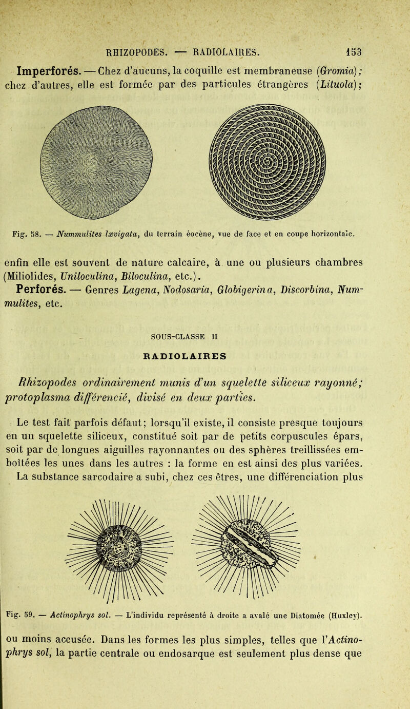 Imperforés. — Chez d’aucuns, la coquille est membraneuse (Gromici); chez d’autres, elle est formée par des particules étrangères (Lituola); Fig. 58. — Nummulites lævigata, du terrain éoeène, vue de face et en coupe horizontale. enfin elle est souvent de nature calcaire, à une ou plusieurs chambres (Miliolides, Uniloculina, Biloculina, etc.). Perforés. — Genres Lagena, Nodosaria, Globigerina, Discorbina, Num- mulites, etc. SOUS-CLÂSSE II RADIOLAIRES Rhizopodes ordinairement munis d'un squelette siliceux rayonné; protoplasma différencié, divisé en deux parties. Le test fait parfois défaut; lorsqu’il existe, il consiste presque toujours en un squelette siliceux, constitué soit par de petits corpuscules épars, soit par de longues aiguilles rayonnantes ou des sphères treillissées em- boîtées les unes dans les autres : la forme en est ainsi des plus variées. La substance sarcodaire a subi, chez ces êtres, une différenciation plus Fig. 59. — Actinophrys sol. — L’individu représenté à droite a avalé une Diatomée (Huxley). ou moins accusée. Dans les formes les plus simples, telles que VActino- phrys sol, la partie centrale ou endosarque est seulement plus dense que