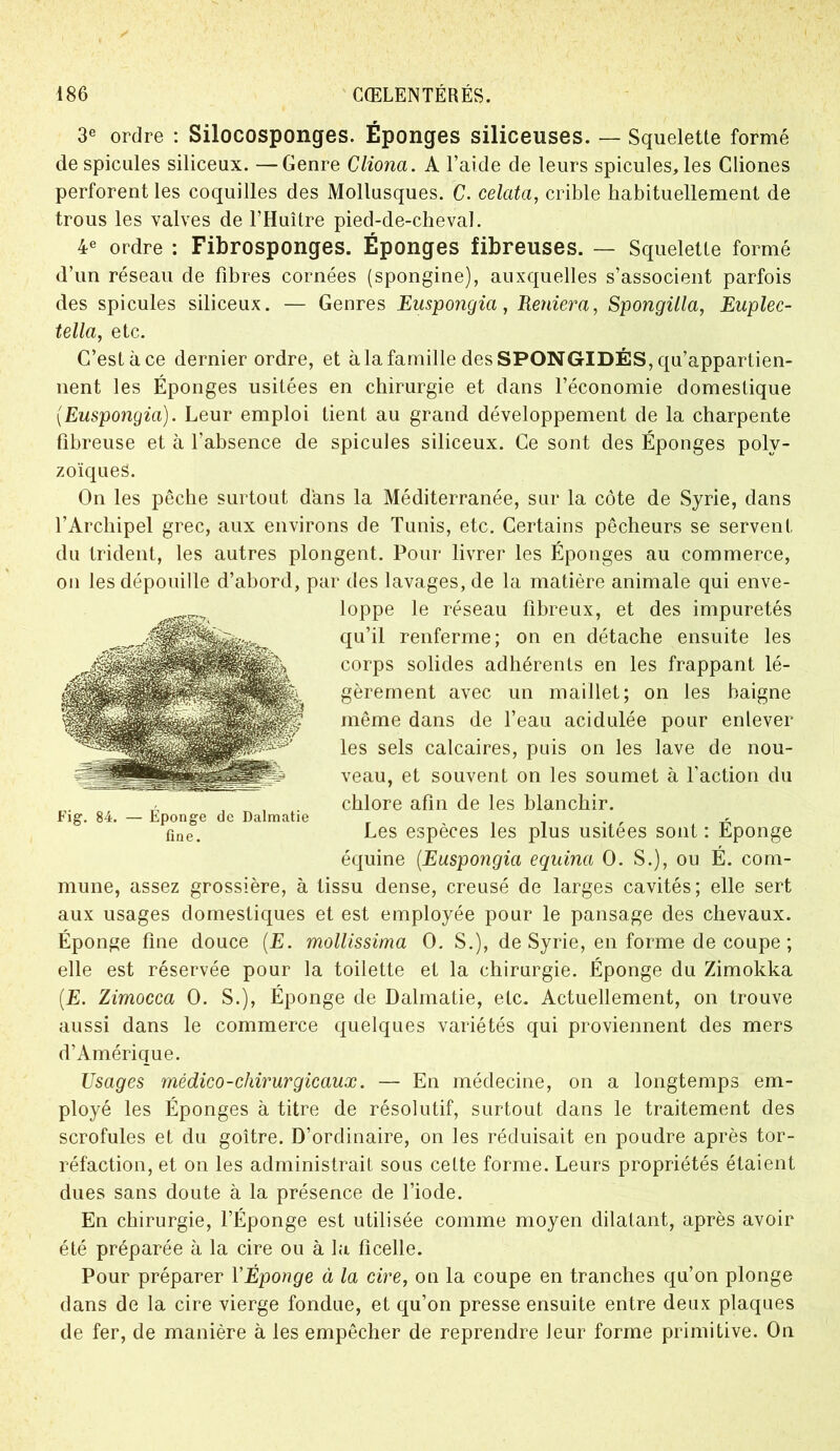 3e ordre : Silocosponges. Éponges siliceuses. — Squelette formé de spiculés siliceux. —Genre Cliona. A l’aide de leurs spiculés, les Cliones perforent les coquilles des Mollusques. C. celata, crible habituellement de trous les valves de l’Huître pied-de-cheval. 4e ordre : Fibrosponges. Éponges fibreuses. — Squelette formé d’un réseau de fibres cornées (spongine), auxquelles s’associent parfois des spiculés siliceux. — Genres Euspongia, Reniera, Spongilla, Euplec- tella, etc. C’est à ce dernier ordre, et à la famille des SPONGIDÉS, qu’appartien- nent les Éponges usitées en chirurgie et dans l’économie domestique (Euspongia). Leur emploi tient au grand développement de la charpente fibreuse et à l’absence de spiculés siliceux. Ce sont des Éponges polv- zoïques. On les pêche surtout dans la Méditerranée, sur la côte de Syrie, dans l’Archipel grec, aux environs de Tunis, etc. Certains pêcheurs se servent du trident, les autres plongent. Pour livrer les Éponges au commerce, on les dépouille d’abord, par des lavages, de la matière animale qui enve- loppe le réseau fibreux, et des impuretés qu’il renferme; on en détache ensuite les corps solides adhérents en les frappant lé- gèrement avec un maillet; on les baigne même dans de l’eau acidulée pour enlever les sels calcaires, puis on les lave de nou- veau, et souvent on les soumet à l’action du chlore afin de les blanchir. Les espèces les plus usitées sont : Éponge équine (Euspongia equina O. S.), ou É. com- mune, assez grossière, à tissu dense, creusé de larges cavités; elle sert aux usages domestiques et est employée pour le pansage des chevaux. Éponge fine douce (E. mollissima O. S.), de Syrie, en forme de coupe ; elle est réservée pour la toilette et la chirurgie. Éponge du Zimokka (E. Zimocca O. S.), Éponge de Dalmatie, etc. Actuellement, on trouve aussi dans le commerce quelques variétés qui proviennent des mers d’Amérique. Usages médico-chirurgicaux. — En médecine, on a longtemps em- ployé les Éponges à titre de résolutif, surtout dans le traitement des scrofules et du goitre. D’ordinaire, on les réduisait en poudre après tor- réfaction, et on les administrait sous cette forme. Leurs propriétés étaient dues sans doute à la présence de l’iode. En chirurgie, l’Éponge est utilisée comme moyen dilatant, après avoir été préparée à la cire ou à la ficelle. Pour préparer l'Éponge à la cire, on la coupe en tranches qu’on plonge dans de la cire vierge fondue, et qu’on presse ensuite entre deux plaques de fer, de manière à les empêcher de reprendre leur forme primitive. On Fig. 84. — Éponge de Dalmatie fine.