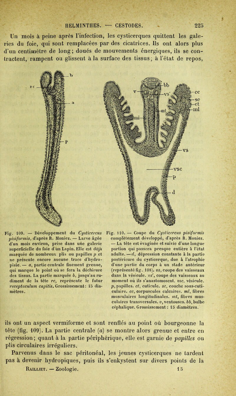 Un mois à peine après l’infection, les cysticerques quittent les gale- ries du foie, qui sont remplacées par des cicatrices. Us ont alors plus d’un centimètre de long; doués de mouvements énergiques, ils se con- tractent, rampent ou glissent à la surface des tissus; à l’état de repos, Fig. 109. — Développement du Cysticercus pisiformis, d’après R. Moniez. — Larve âgée d’un mois environ, prise dans uùe galerie superficielle du foie d’un Lapin. Elle est déjà marquée de nombreux plis ou papilles p et ne présente encore aucune trace d’hydro- pisie.— a, partie centrale finement grenue, qui marque le point où se fera la déchirure des tissus. La partie marquée b, jusqu’au ru- diment de la tète rc, représente le futur receptaculum capitis. Grossissement: 15 dia- mètres. Fig. 110. — Coupe du Cysticercus pisiformis complètement développé, d’après R. Moniez. — La tète est évaginée et suivie d’une longue portion qui passera presque entière à l’état adulte.—d, dépression constante à la partie postérieure du cysticerque, due à l’atrophie d’une partie du corps à un stade antérieur (représenté fig. 108). vs, coupe des vaisseaux dans la vésicule, vs', coupe des vaisseaux au moment où ils s’anastomosent, vsc, vésicule. p, papilles, et, cuticule, sc, couche sous-cuti- culaire. cc, corpuscules calcaires, ml, fibres musculaires longitudinales, mt, fibres mus- culaires transversales, v, ventouses, bb, bulbe céphalique. Grossissement: 15 diamètres. ils ont un aspect vermiforme et sont renflés au point où bourgeonne la tête (fig. 109). La partie centrale (a) se montre alors grenue et entre en régression; quant à la partie périphérique, elle est garnie de 'papilles ou plis circulaires irréguliers. Parvenus dans le sac péritonéal, les jeunes cysticerques ne tardent pas à devenir hydropiques, puis ils s’enkystent sur divers points de la Railliet. — Zoologie. 15