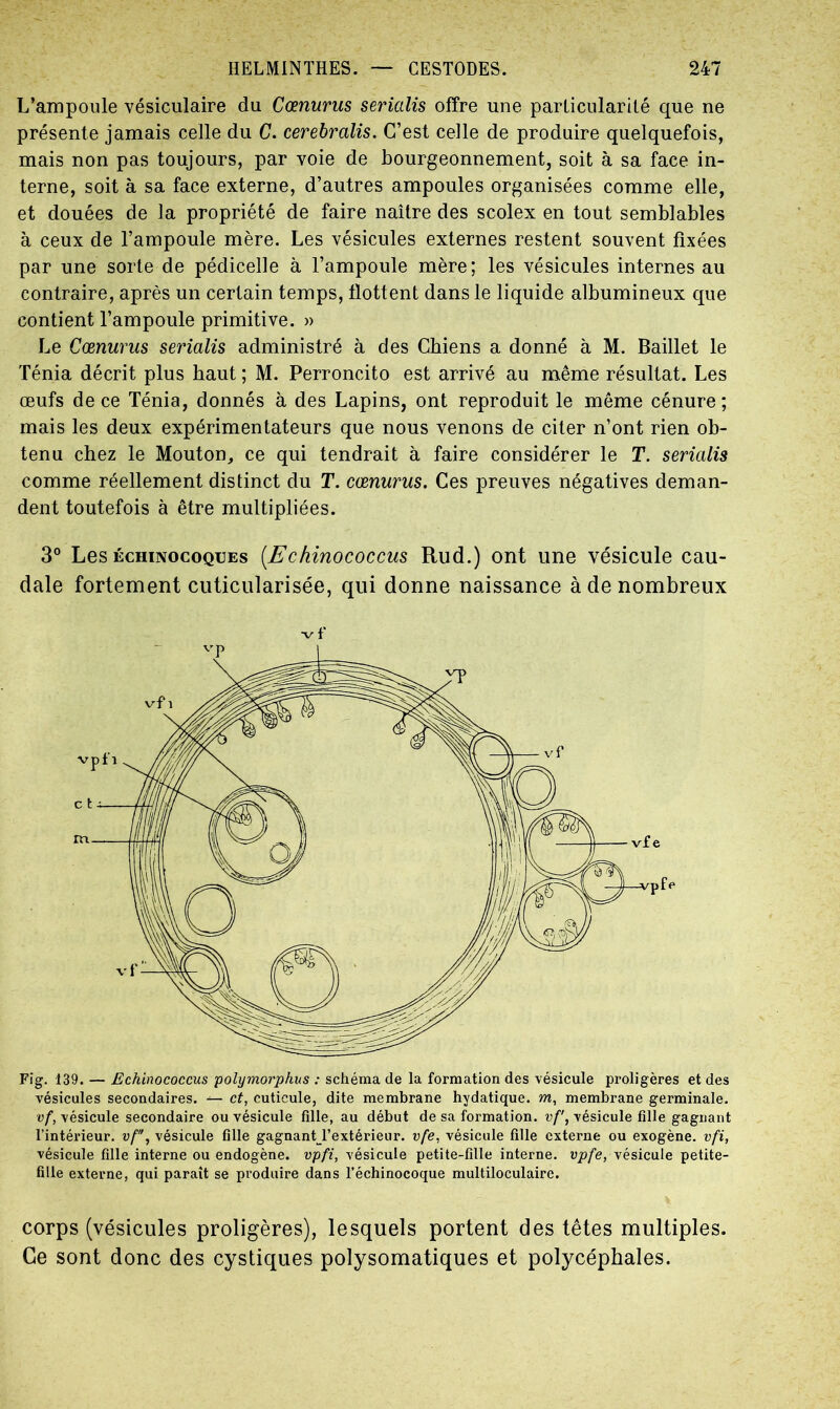 L’ampoule vésiculaire du Cœnurus serialis offre une particularité que ne présente jamais celle du C. cerebralis. C’est celle de produire quelquefois, mais non pas toujours, par voie de bourgeonnement, soit à sa face in- terne, soit à sa face externe, d’autres ampoules organisées comme elle, et douées de la propriété de faire naître des scolex en tout semblables à ceux de l’ampoule mère. Les vésicules externes restent souvent fixées par une sorte de pédicelle à l’ampoule mère; les vésicules internes au contraire, après un certain temps, flottent dans le liquide albumineux que contient l’ampoule primitive. » Le Cœnurus serialis administré à des Chiens a donné à M. Baillet le Ténia décrit plus haut ; M. Perroncito est arrivé au même résultat. Les œufs de ce Ténia, donnés à des Lapins, ont reproduit le même cénure ; mais les deux expérimentateurs que nous venons de citer n’ont rien ob- tenu chez le Mouton, ce qui tendrait à faire considérer le T. serialis comme réellement distinct du T. cœnurus. Ces preuves négatives deman- dent toutefois à être multipliées. 3° Les échinocoques (Echinococcus Rud.) ont une vésicule cau- dale fortement cuticularisée, qui donne naissance à de nombreux Fig. 139. — Echinococcus polymorphus : schéma de la formation des vésicule proligères et des vésicules secondaires. et, cuticule, dite membrane hydatique, m, membrane germinale. vf, vésicule secondaire ou vésicule fdle, au début de sa formation, vf', vésicule fille gagnant l’intérieur, vf, vésicule fille gagnantj’extérieur. vfe, vésicule fille externe ou exogène, vfi, vésicule fille interne ou endogène, vpfi, vésicule petite-fille interne, vpfe, vésicule petite- fille externe, qui paraît se produire dans l’échinocoque multiloculaire. corps (vésicules proligères), lesquels portent des têtes multiples. Ce sont donc des cystiques polysomatiques et polycéphales.