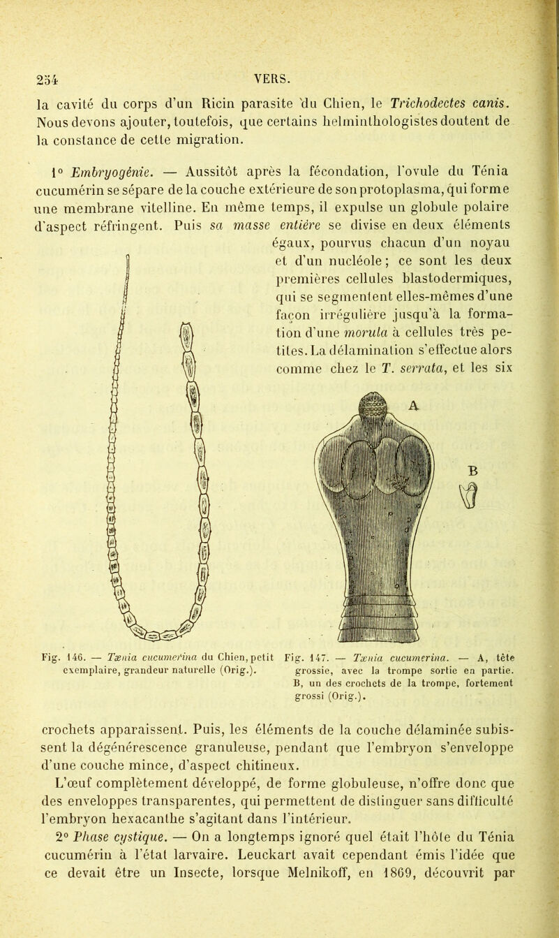la cavité du corps d’un Ricin parasite 'du Chien, le Trichodectes canis. Nous devons ajouter, toutefois, que certains helminthologistes doutent de la constance de cette migration. 1° Embryogénie. — Aussitôt après la fécondation, l'ovule du Ténia cucumérin se sépare de la couche extérieure de son protoplasma, qui forme une membrane vitelline. En même temps, il expulse un globule polaire d'aspect réfringent. Puis sa masse entière se divise en deux éléments égaux, pourvus chacun d’un noyau ! et d’un nucléole ; ce sont les deux premières cellules blastodermiques, | qui se segmenlent elles-mêmes d’une façon irrégulière jusqu’à la forma- tion d’une morula à cellules très pe- tites. La délamination s’effectue alors comme chez le T. serrata, et les six B Fig. 146. Tænia cucumei'ina du Chien,petit Fig. 147. — Tænia cucumerina. — A, tête exemplaire, grandeur naturelle (Orig.). grossie, avec la trompe sortie en partie. B, un des crochets de la trompe, fortement grossi (Orig.). crochets apparaissent. Puis, les éléments de la couche délaminée subis- sent la dégénérescence granuleuse, pendant que l’embryon s’enveloppe d’une couche mince, d’aspect chitineux. L’œuf complètement développé, de forme globuleuse, n’offre donc que des enveloppes transparentes, qui permettent de distinguer sans difficulté l’embryon hexacanthe s’agitant dans l’intérieur. 2° Phase cystique. — On a longtemps ignoré quel était l’hôte du Ténia cucumérin à l’état larvaire. Leuckart avait cependant émis l’idée que ce devait être un Insecte, lorsque Melnikoff, en 1869, découvrit par