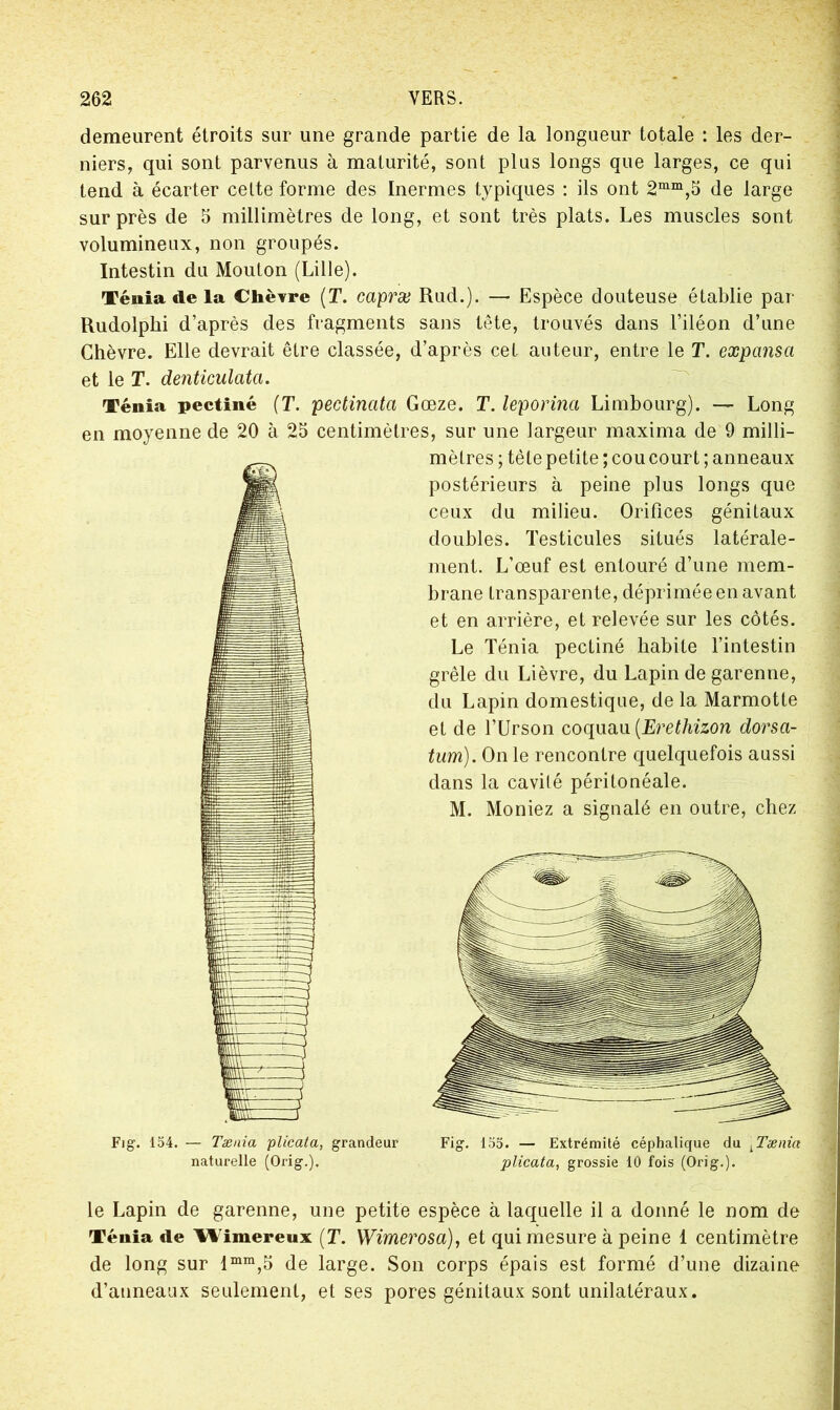 demeurent étroits sur une grande partie de la longueur totale : les der- niers, qui sont parvenus à maturité, sont plus longs que larges, ce qui tend à écarter celte forme des Inermes typiques : ils ont 2mm,5 de large sur près de 5 millimètres de long, et sont très plats. Les muscles sont volumineux, non groupés. Intestin du Mouton (Lille). Ténia de la Chèvre (T. caprx Rud.). — Espèce douteuse établie par Rudolphi d’après des fragments sans tête, trouvés dans l’iléon d’une Chèvre. Elle devrait être classée, d’après cet auteur, entre le T. expansci et le T. denticulata. Ténia pectiné (T. pectinata Gœze. T. leporina Limbourg). — Long en moyenne de 20 à 25 centimètres, sur une largeur maxima de 9 milli- Fig. 154. — Tænia plicata, grandeur naturelle (Orig.). mètres ; tete petite ; cou court ; anneaux postérieurs à peine plus longs que ceux du milieu. Orifices génitaux doubles. Testicules situés latérale- ment. L’œuf est entouré d’une mem- brane transparente, déprimée en avant et en arrière, et relevée sur les côtés. Le Ténia pectiné habite l’intestin grêle du Lièvre, du Lapin de garenne, du Lapin domestique, de la Marmotte et de l’Urson coquau [Erethizon dorsa- tum). On le rencontre quelquefois aussi dans la cavité péritonéale. M. Moniez a signalé en outre, chez Fig. 155. — Extrémité céphalique du LTænia plicata, grossie 10 fois (Orig.). le Lapin de garenne, une petite espèce à laquelle il a donné le nom de Ténia de Wimereux (T. Wimerosa), et qui mesure à peine 1 centimètre de long sur lmm,5 de large. Son corps épais est formé d’une dizaine d’anneaax seulement, et ses pores génitaux sont unilatéraux.