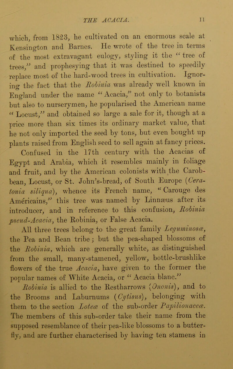 which, from 1823, he cultivated on an enormous scale at Kensington and Barnes. He wrote of the tree in terms of the most extravagant eulogy, styling it the “ tree of trees/' and prophesying that it was destined to speedily replace most of the hard-wood trees in cultivation. Ignor- ing the fact that the Robinia was already well known in England under the name “ Acacia/’ not only to botanists but also to nurserymen, he popularised the American name “ Locust/' and obtained so large a sale for it, though at a price more than six times its ordinary market value, that he not only imported the seed by tons, but even bought up plants raised from English seed to sell again at fancy prices. Confused in the 17th century with the Acacias of Egypt and Arabia, which it resembles mainly in foliage and fruit, and by the American colonists with the Carob- bean, Locust, or St. John's-bread, of South Europe (Cera- tonia siliqua), whence its French name, “ Carouge des Americains, this tree was named by Linnaeus after its introducer, and in reference to this confusion, Robinici pseud-Acacia, the Robinia, or False Acacia. All three trees belong to the great family Leguminosce, the Pea and Bean tribe; but the pea-shaped blossoms of the Robinia, which are generally white, as distinguished from the small, many-stamened, yellow, bottle-brushlike flowers of the true Acacia, have given to the former the popular names of White Acacia, or “ Acacia blanc. Robinia is allied to the Restharrows (Ononis), and to the Brooms and Laburnums (Cytisus), belonging with them to the section Lotece of the sub-order Rapilionacece. The members of this sub-order take their name from the supposed resemblance of their pea-like blossoms to a butter- fly, and are further characterised by having ten stamens in