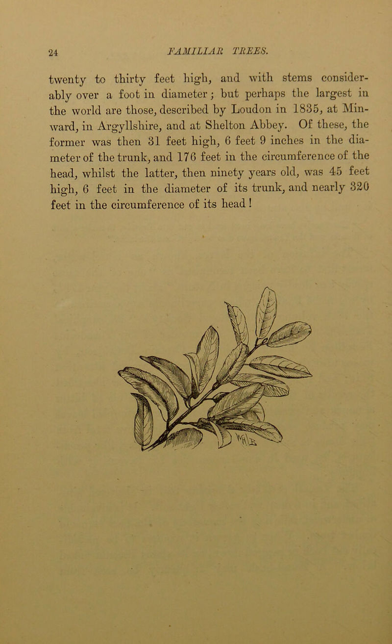 twenty to thirty feet high, and with stems consider- ably over a foot in diameter; but perhaps the largest in the world are those, described by Loudon in 1835, at Min- ward, in Argyllshire, and at Shelton Abbey. Of these, the former was then 31 feet high, 6 feet 9 inches in the dia- meter of the trunk, and 176 feet in the circumference of the head, whilst the latter, then ninety years old, was 45 feet high, 6 feet in the diameter of its trunk, and nearly 320 feet in the circumference of its head !