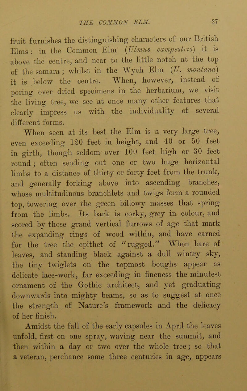 fruit furnishes the distinguishing characters of our British Elms: in the Common Elm (Ulmus campestris) it is above the centre, and near to the little notch at the top of the samara; whilst in the Wych Elm (U. Montana) it is below the centre. When, however, instead of poring over dried specimens in the herbarium, we visit the living tree, we see at once many other features that clearly impress us with the individuality of several different forms. When seen at its best the Elm is a very large tree, even exceeding 120 feet in height, and 40 or 50 feet in girth, though seldom over 100 feet high or 30 feet round; often sending out one or two huge horizontal limbs to a distance of thirty or forty feet from the trunk, and generally forking above into ascending branches, whose multitudinous branchlets and twigs form, a rounded top, towering over the green billowy masses that spring from the limbs. Its bark is corky, grey in colour, and scored by those grand vertical furrows of age that mark the expanding rings of wood within, and have earned for the tree the epithet of “ rugged.” When bare of leaves, and standing black against a dull wintry sky, the tiny twiglets on the topmost boughs appear as delicate lace-work, far exceeding in fineness the minutest ornament of the Gothic architect, and yet graduating downwards into mighty beams, so as to suggest at once the strength of Nature^s framework and the delicacy of her finish. Amidst the fall of the early capsules in April the leaves unfold, first on one spray, waving near the summit, and then within a day or two over the whole tree; so that a veteran, perchance some three centuries in age, appears