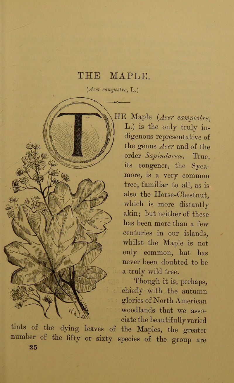 (Acer campestre, L.) HE Maple (Acer campestre, L.) is the only truly in- digenous representative of the genus Acer and of the order Sapindacece. True, its congener, the Syca- more, is a very common tree, familiar to all, as is also the Horse-Chestnut, which is more distantly akin; but neither of these has been more than a few centuries in our islands, whilst the Maple is not only common, but has never been doubted to be a truly wild tree. Though it is, perhaps, chiefly with the autumn glories of North American woodlands that we asso- ciate the beautifully varied tints of the dying leaves of the Maples, the greater number of the fifty or sixty species of the group are 25
