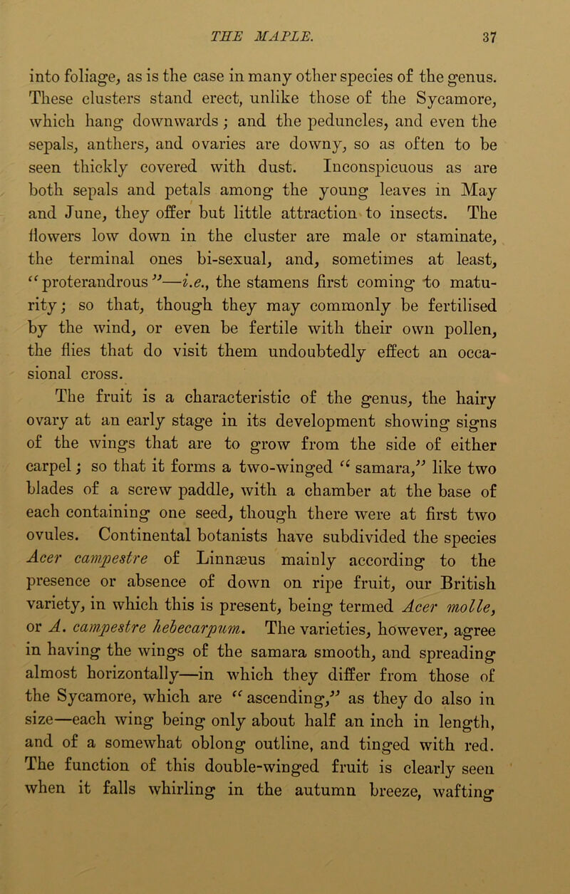 into foliage, as is the case in many other species of the genus. These clusters stand erect, unlike those of the Sycamore, which hang downwards; and the peduncles, and even the sepals, anthers, and ovaries are downy, so as often to be seen thickly covered with dust. Inconspicuous as are both sepals and petals among the young leaves in May and June, they offer but little attraction to insects. The llowers low down in the cluster are male or staminate, the terminal ones bi-sexual, and, sometimes at least, “ proterandrous ”—i.e., the stamens first coming to matu- rity; so that, though they may commonly be fertilised by the wind, or even be fertile with their own pollen, the flies that do visit them undoubtedly effect an occa- sional cross. The fruit is a characteristic of the genus, the hairy ovary at an early stage in its development showing signs of the wings that are to grow from the side of either carpel; so that it forms a two-winged ci samara,” like two blades of a screw paddle, with a chamber at the base of each containing one seed, though there were at first two ovules. Continental botanists have subdivided the species Acer campestre of Linnaeus mainly according to the presence or absence of down on ripe fruit, our British variety, in which this is present, being termed Acer molle, or A. campestre hebecarpum. The varieties, however, agree in having the wings of the samara smooth, and spreading almost horizontally—in which they differ from those of the Sycamore, which are “ ascending,” as they do also in size—each wing being only about half an inch in length, and of a somewhat oblong outline, and tinged with red. The function of this double-winged fruit is clearly seen when it falls whirling in the autumn breeze, wafting