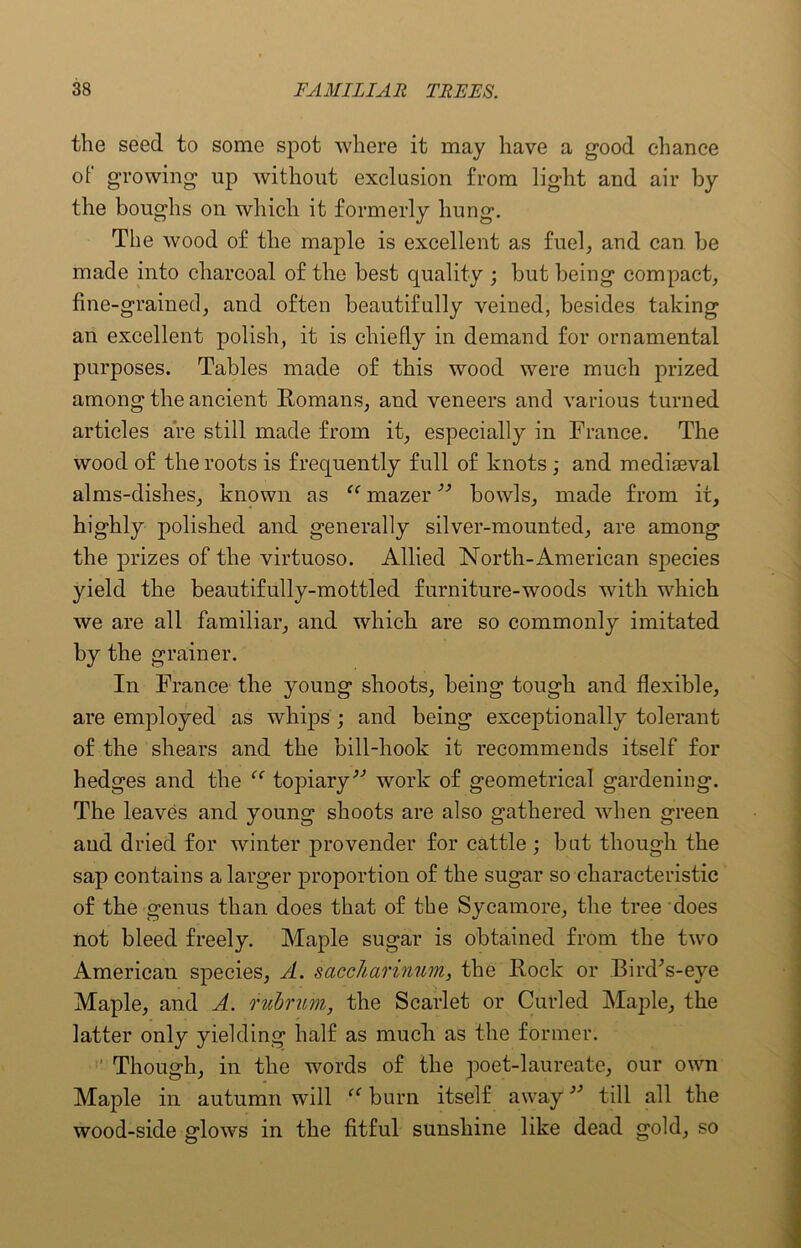 the seed to some spot where it may have a good chance of growing up without exclusion from light and air by the boughs on which it formerly hung. The wood of the maple is excellent as fuel; and can be made into charcoal of the best quality ; but being compact, fine-grained, and often beautifully veined, besides taking an excellent polish, it is chiefly in demand for ornamental purposes. Tables made of this wood were much prized among the ancient Romans, and veneers and various turned articles are still made from it, especially in France. The wood of the roots is frequently full of knots; and mediaeval alms-dishes, known as “ mazer ” bowls, made from it, highly polished and generally silver-mounted, are among the prizes of the virtuoso. Allied North-American species yield the beautifully-mottled furniture-woods with which we are all familiar, and which are so commonly imitated by the grainer. In France the young shoots, being tough and flexible, are employed as whips ; and being exceptionally tolerant of the shears and the bill-hook it recommends itself for hedges and the “ topiary'’'’ work of geometrical gardening. The leaves and young shoots are also gathered when green and dried for winter provender for cattle ; but though the sap contains a larger proportion of the sugar so characteristic of the genus than does that of the Sycamore, the tree does not bleed freely. Maple sugar is obtained from the two American species, A. saccharinum, the Rock or Bird’s-eye Maple, and A. rubrum, the Scarlet or Curled Maple, the latter only yielding half as much, as the former. Though, in the words of the poet-laureate, our own Maple in autumn will “ burn itself away ” till all the wood-side glows in the fitful sunshine like dead gold, so