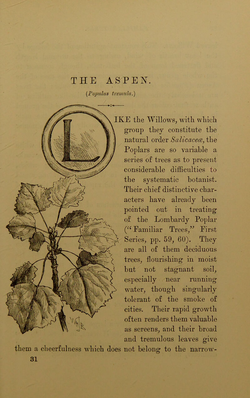 THE ASPEN. (Popiclus tremula.) IKE the Willows, with which group they constitute the natural order Saliccicete, the Poplars are so variable a series of trees as to present considerable difficulties to the systematic botanist. Their chief distinctive char- acters have already been pointed out in treating of the Lombardy Poplar (a Familiar Trees,” First Series, pp. 59, 60). They are all of them deciduous trees, flourishing- in moist but not stagnant soil, especially near running water, though singularly tolerant of the smoke of cities. Their rapid growth often renders them valuable as screens, and their broad and tremulous leaves give them a cheerfulness which does not belong to the narrow- 31