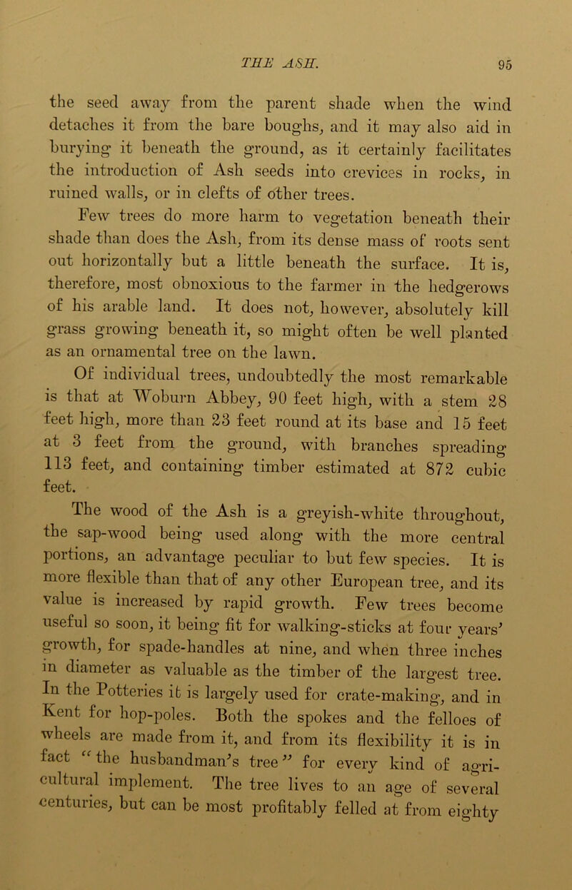 the seed away from the parent shade when the wind detaches it from the bare boughs, and it may also aid in burying* it beneath the ground, as it certainly facilitates the introduction of Ash seeds into crevices in rocks, in ruined walls, or in clefts of other trees. Few trees do more harm to vegetation beneath their shade than does the Ash, from its dense mass of roots sent out horizontally but a little beneath the surface. It is, therefore, most obnoxious to the farmer in the hedgerows of his arable land. It does not, however, absolutely kill grass growing beneath it, so might often be well planted as an ornamental tree on the lawn. Of individual trees, undoubtedly the most remarkable is that at Woburn Abbey, 90 feet high, with a stem 28 feet high, more than 23 feet round at its base and 15 feet at 3 feet from the ground, with branches spreading 113 feet, and containing timber estimated at 872 cubic feet. The wood of the Ash is a greyish-white throughout, the sap-wood being used along with the more central portions, an advantage peculiar to but few species. It is more flexible than that of any other European tree, and its value is increased by rapid growth. Few trees become useful so soon, it being fit for walking-sticks at four years growth, for spade-handles at nine, and when three inches in diameter as valuable as the timber of the largest tree. In the Potteries it is largely used for crate-making, and in Kent for hop-poles. Both the spokes and the felloes of wheels are made from it, and from its flexibility it is in fact  the husbandmans tree for every kind of agri- cultural implement. The tree lives to an age of several centuries, but can be most profitably felled at from eighty